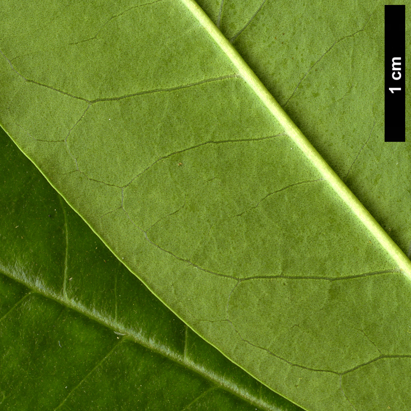 High resolution image: Family: Oleaceae - Genus: Ligustrum - Taxon: sinense