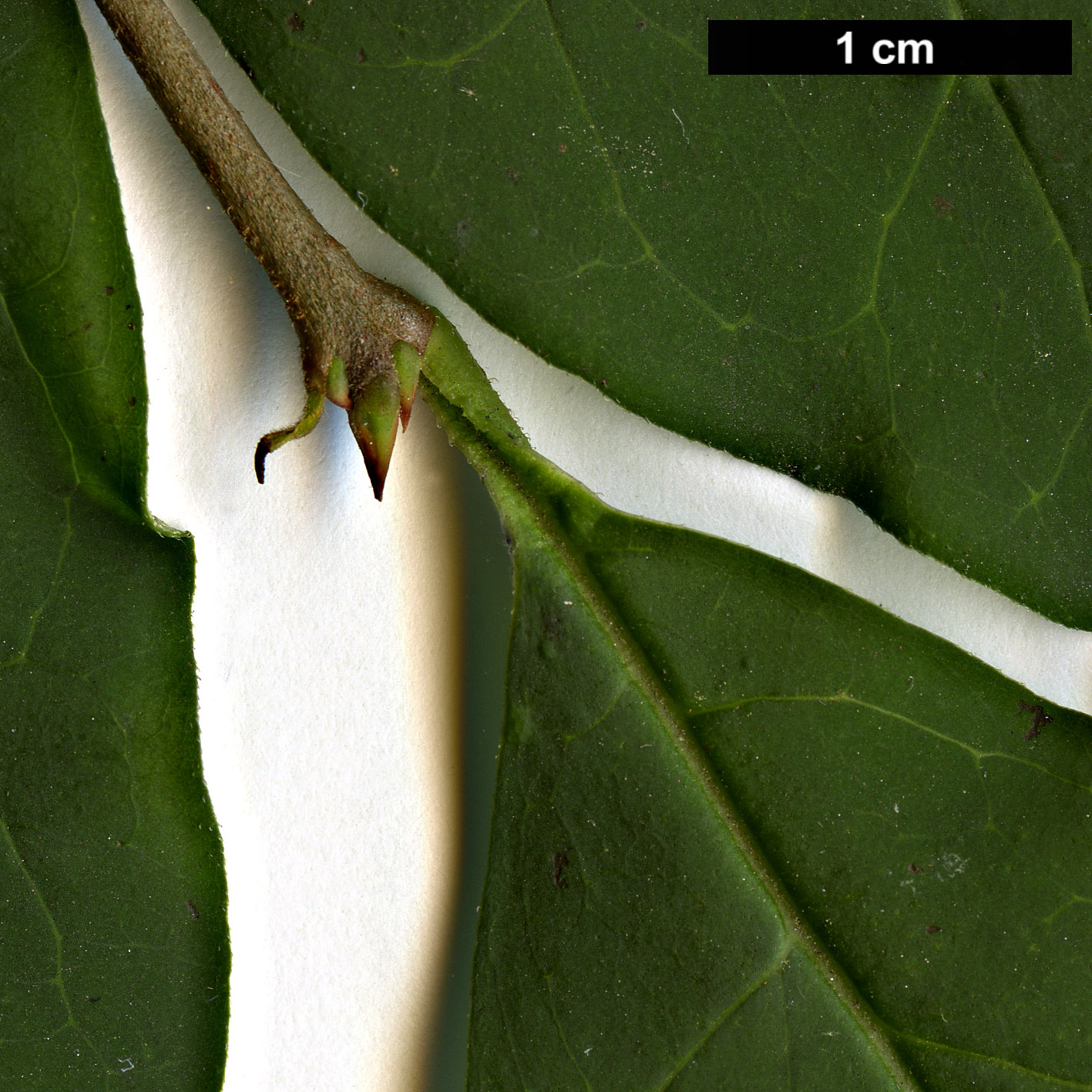 High resolution image: Family: Oleaceae - Genus: Ligustrum - Taxon: tschonoskii