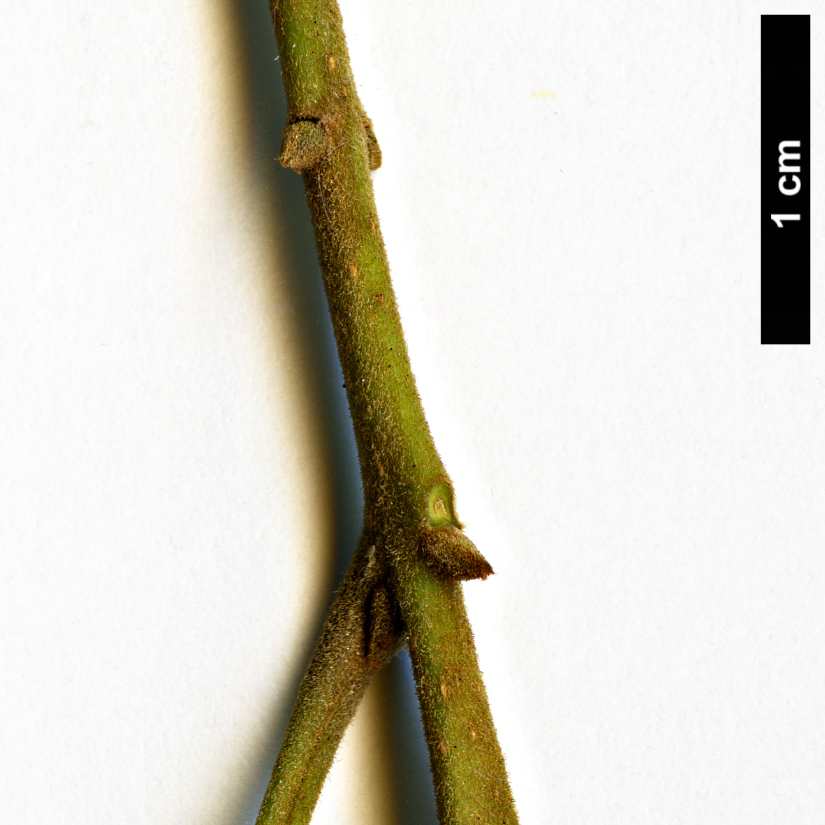 High resolution image: Family: Oleaceae - Genus: Nestegis - Taxon: cunninghamii