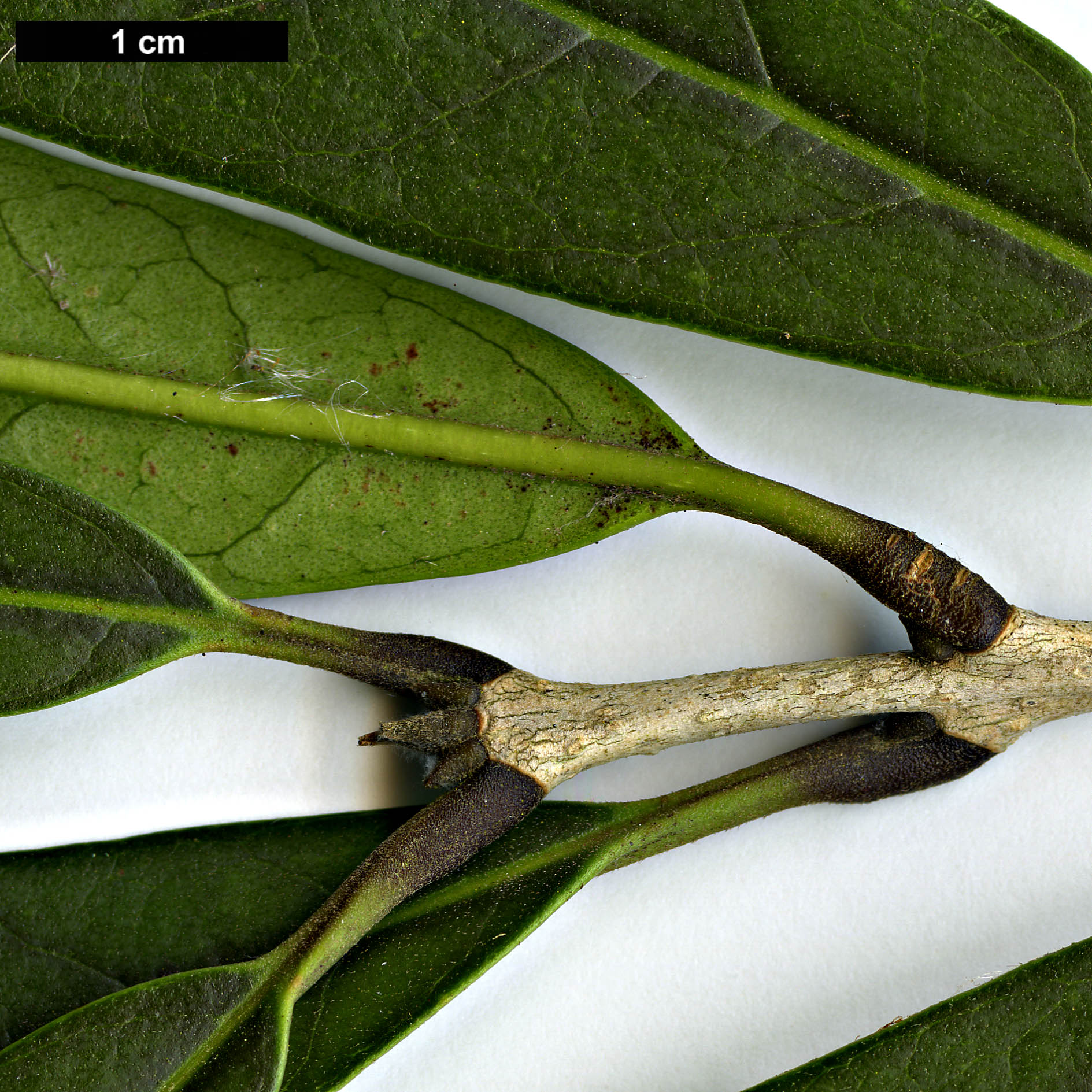 High resolution image: Family: Oleaceae - Genus: Nestegis - Taxon: cunninghamii