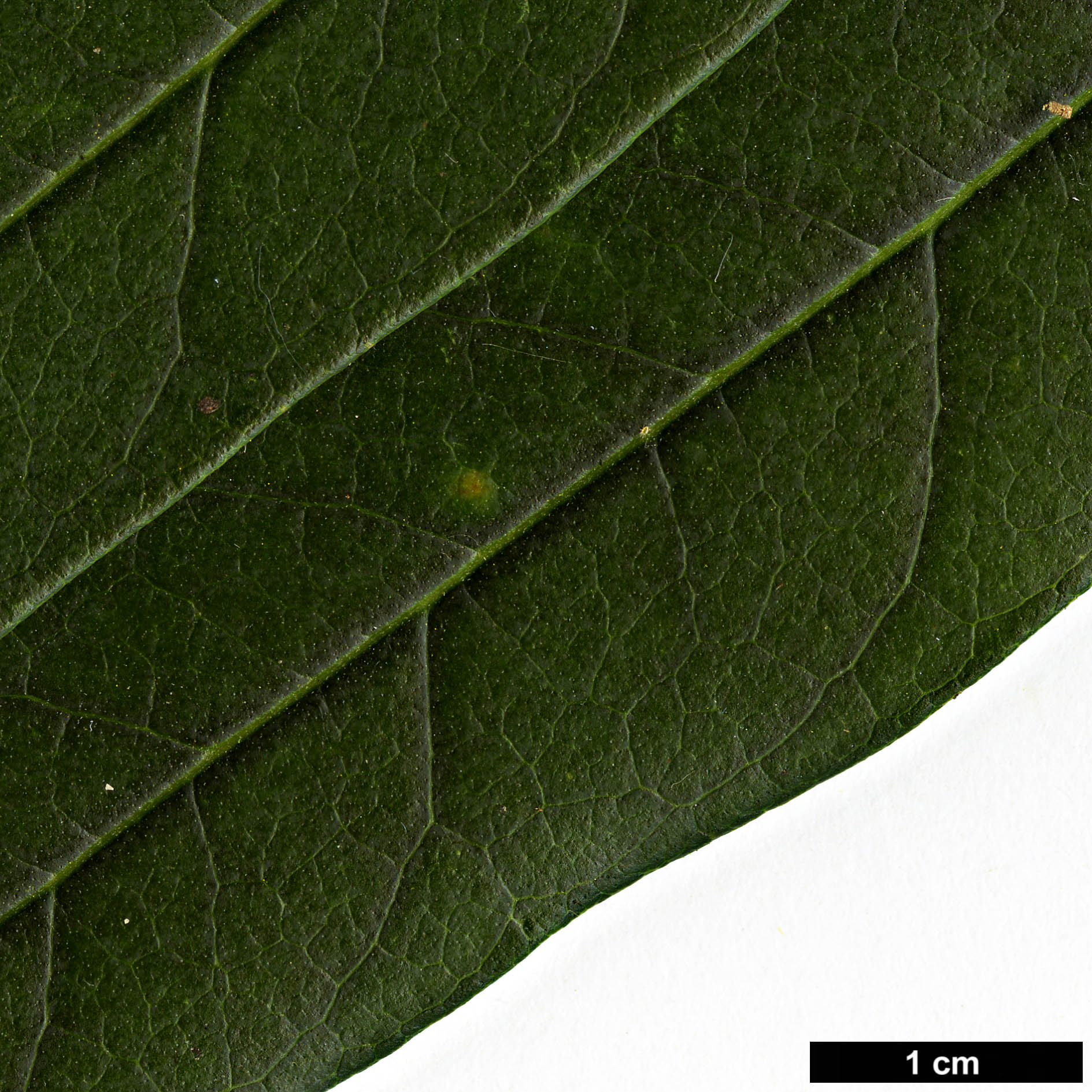 High resolution image: Family: Oleaceae - Genus: Nestegis - Taxon: cunninghamii