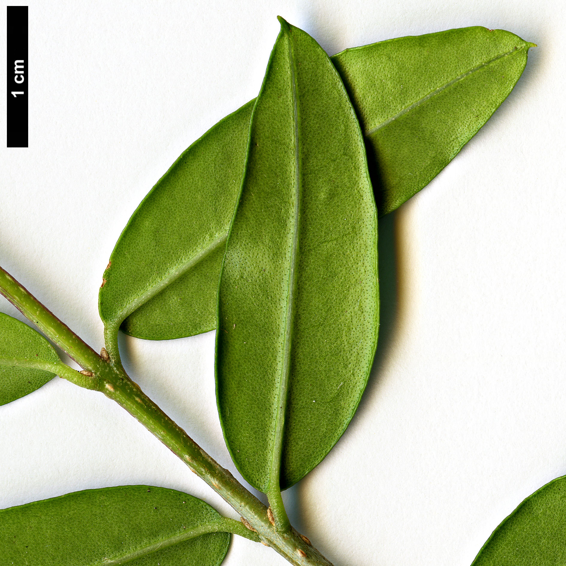 High resolution image: Family: Oleaceae - Genus: Olea - Taxon: europaea