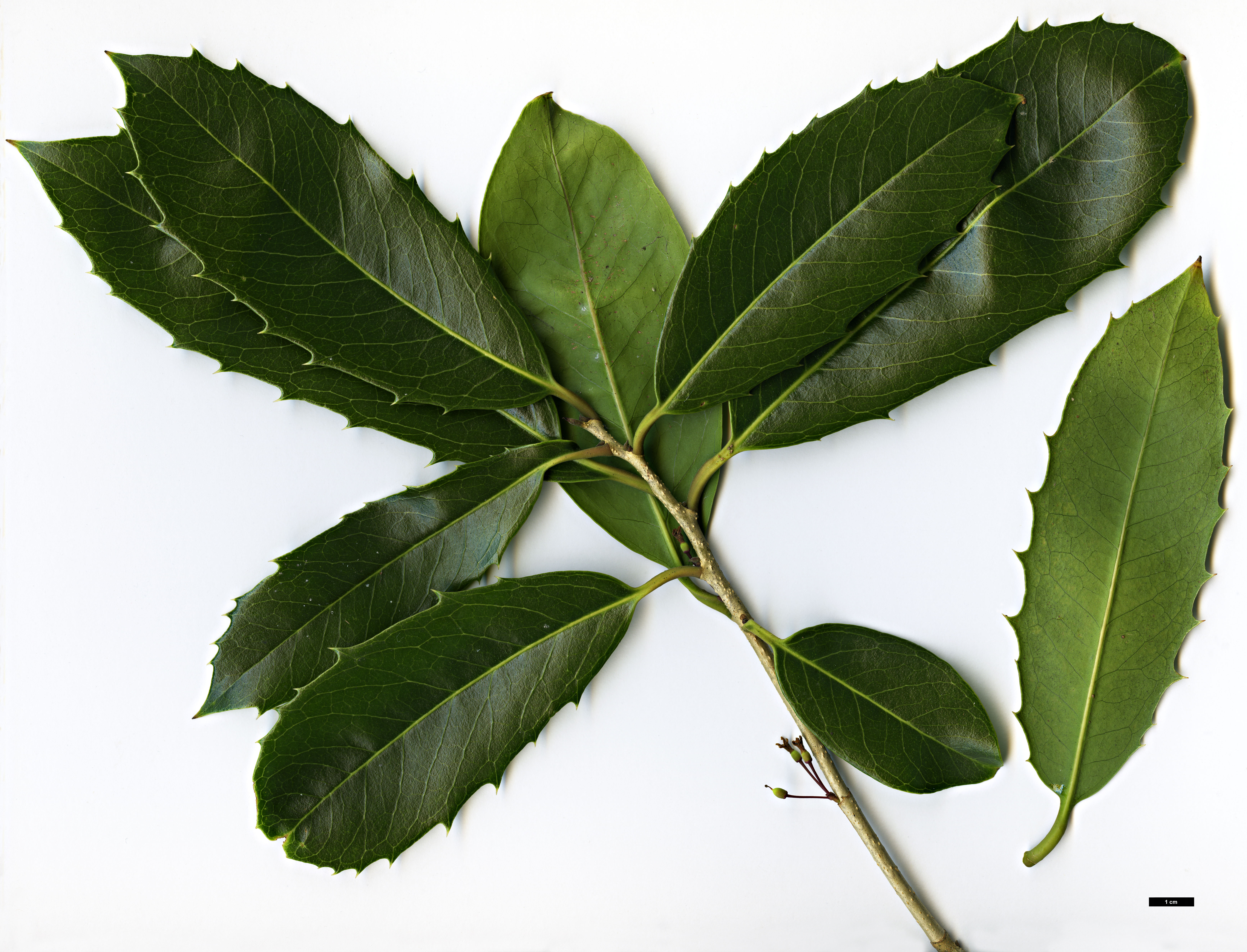 High resolution image: Family: Oleaceae - Genus: Osmanthus - Taxon: armatus