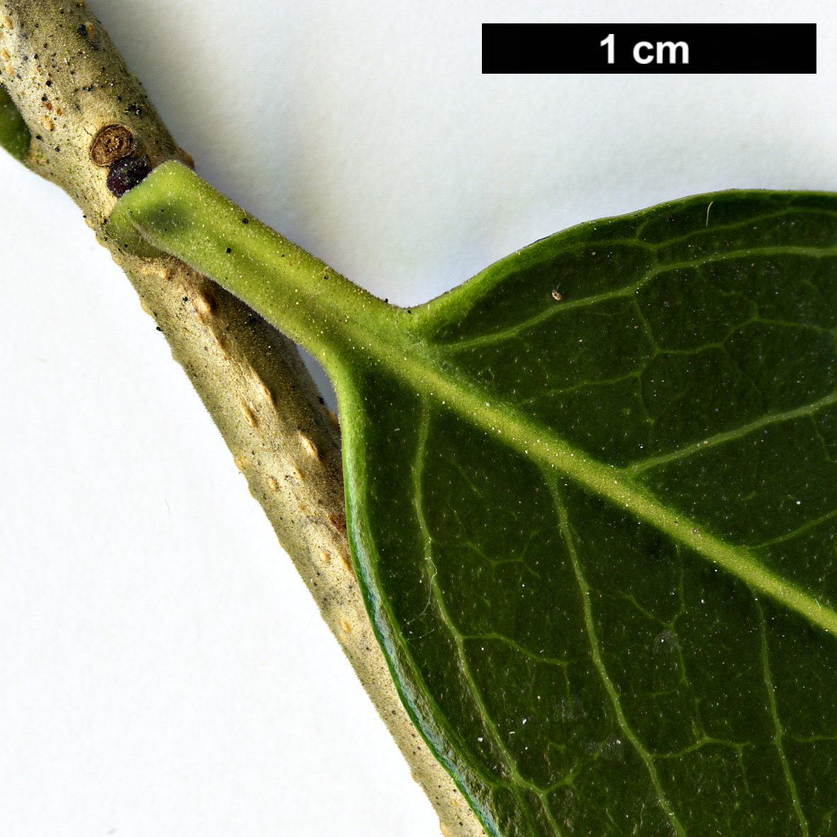 High resolution image: Family: Oleaceae - Genus: Osmanthus - Taxon: armatus