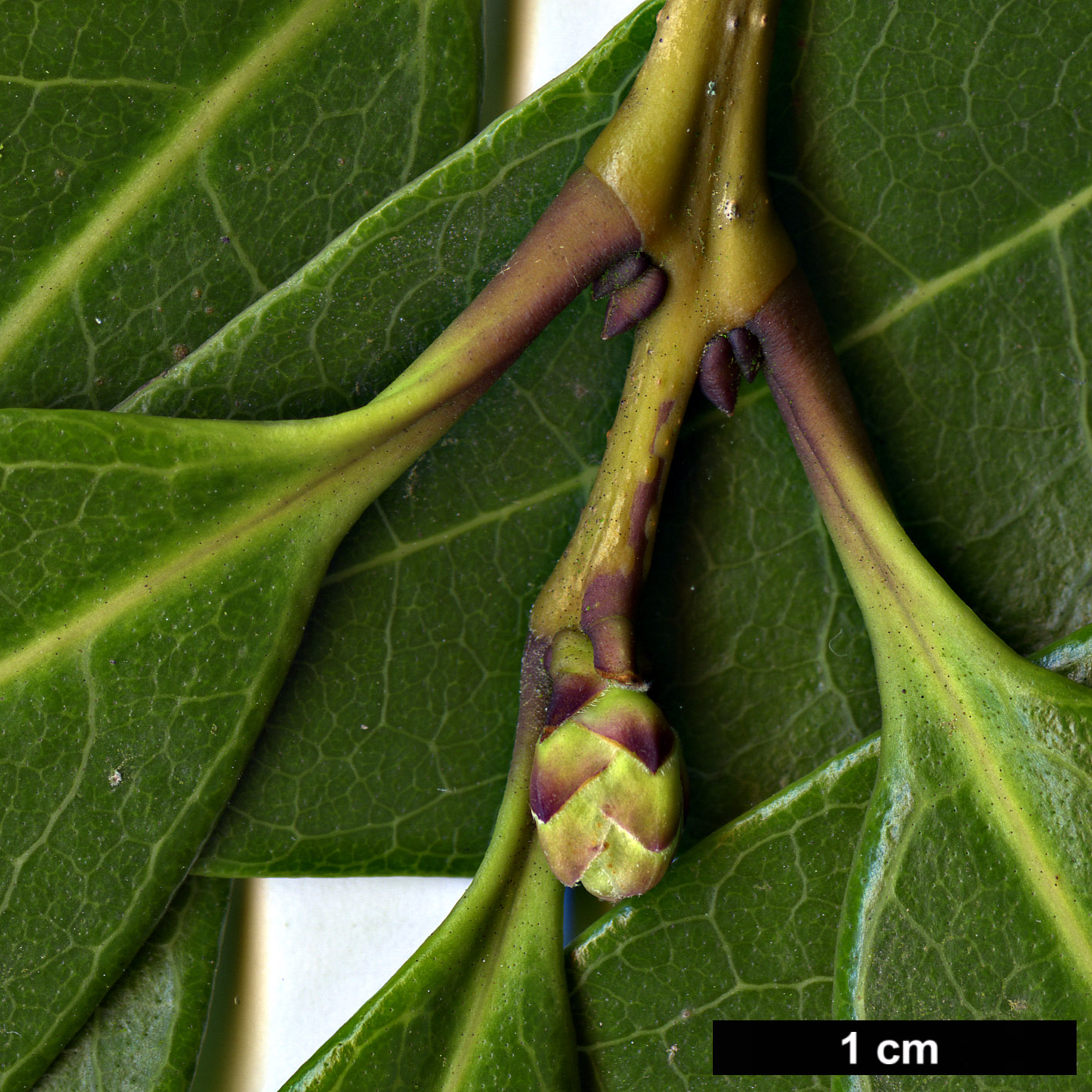 High resolution image: Family: Oleaceae - Genus: Osmanthus - Taxon: decorus