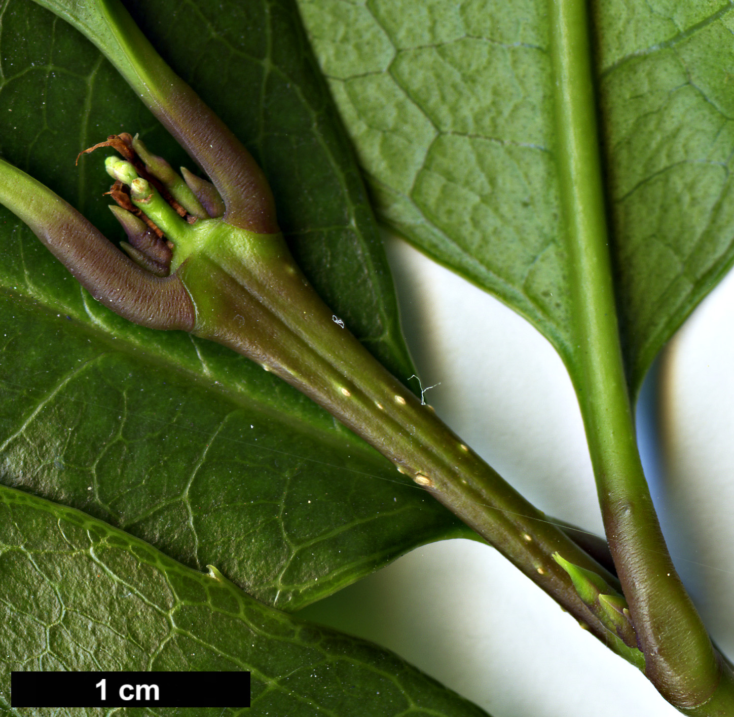 High resolution image: Family: Oleaceae - Genus: Osmanthus - Taxon: fragrans