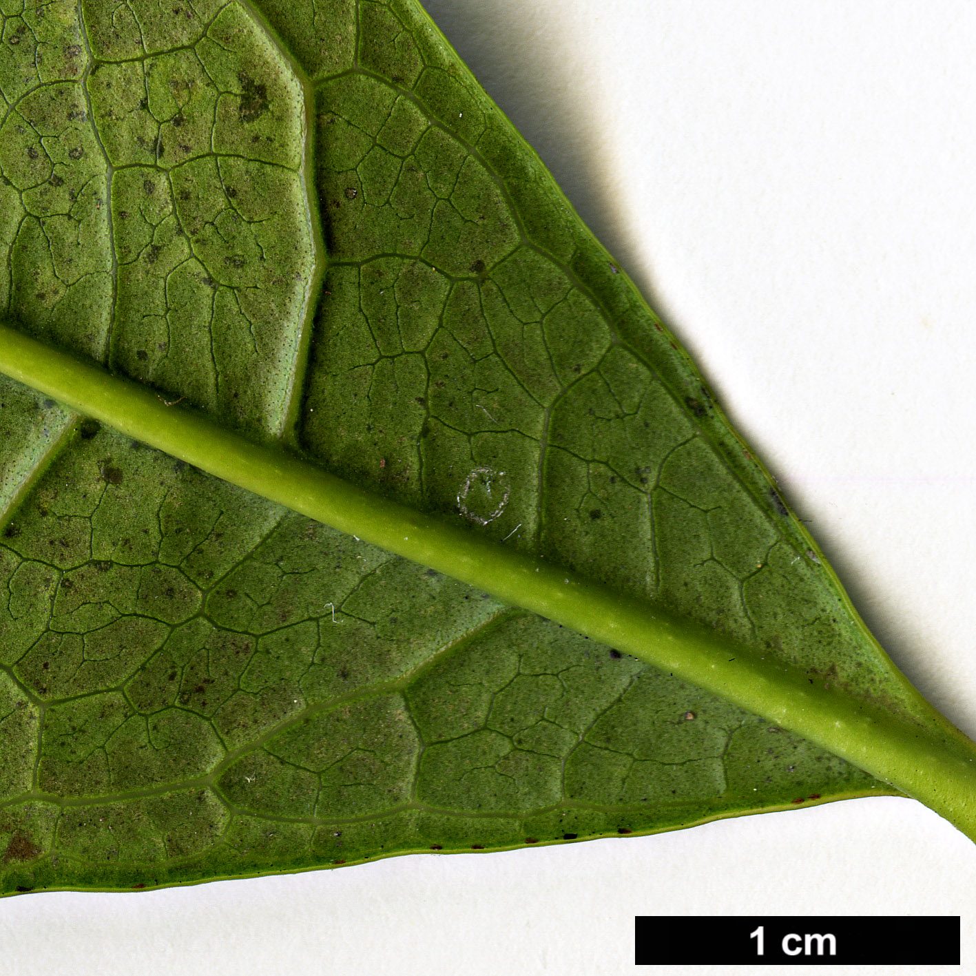 High resolution image: Family: Oleaceae - Genus: Osmanthus - Taxon: fragrans