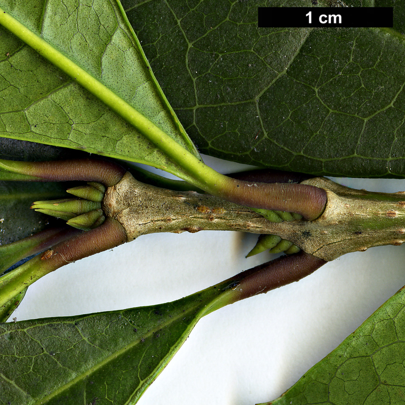 High resolution image: Family: Oleaceae - Genus: Osmanthus - Taxon: fragrans