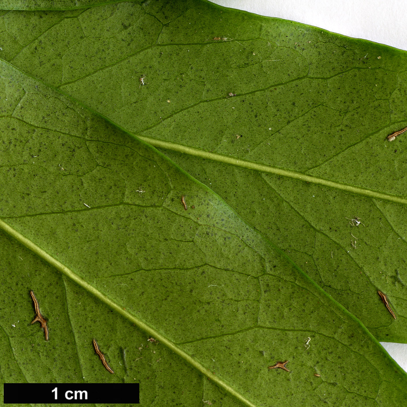 High resolution image: Family: Oleaceae - Genus: Osmanthus - Taxon: lanceolatus