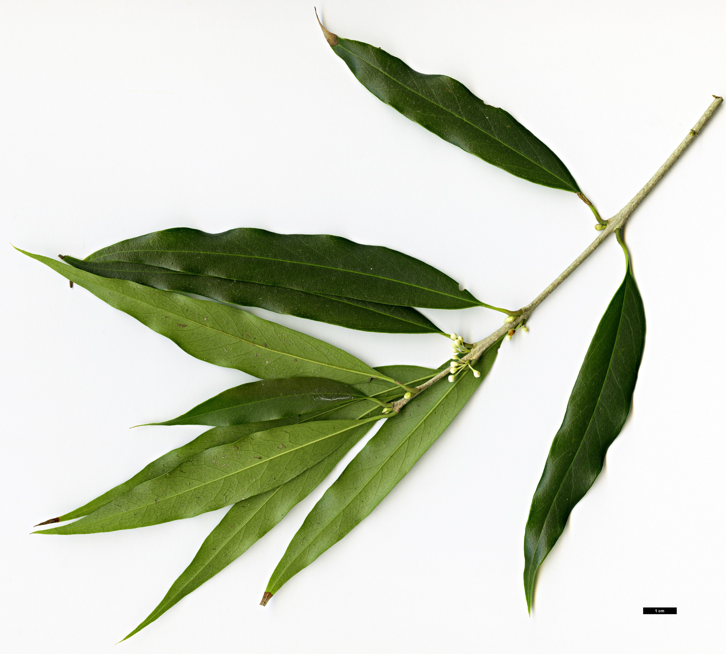 High resolution image: Family: Oleaceae - Genus: Osmanthus - Taxon: lanceolatus