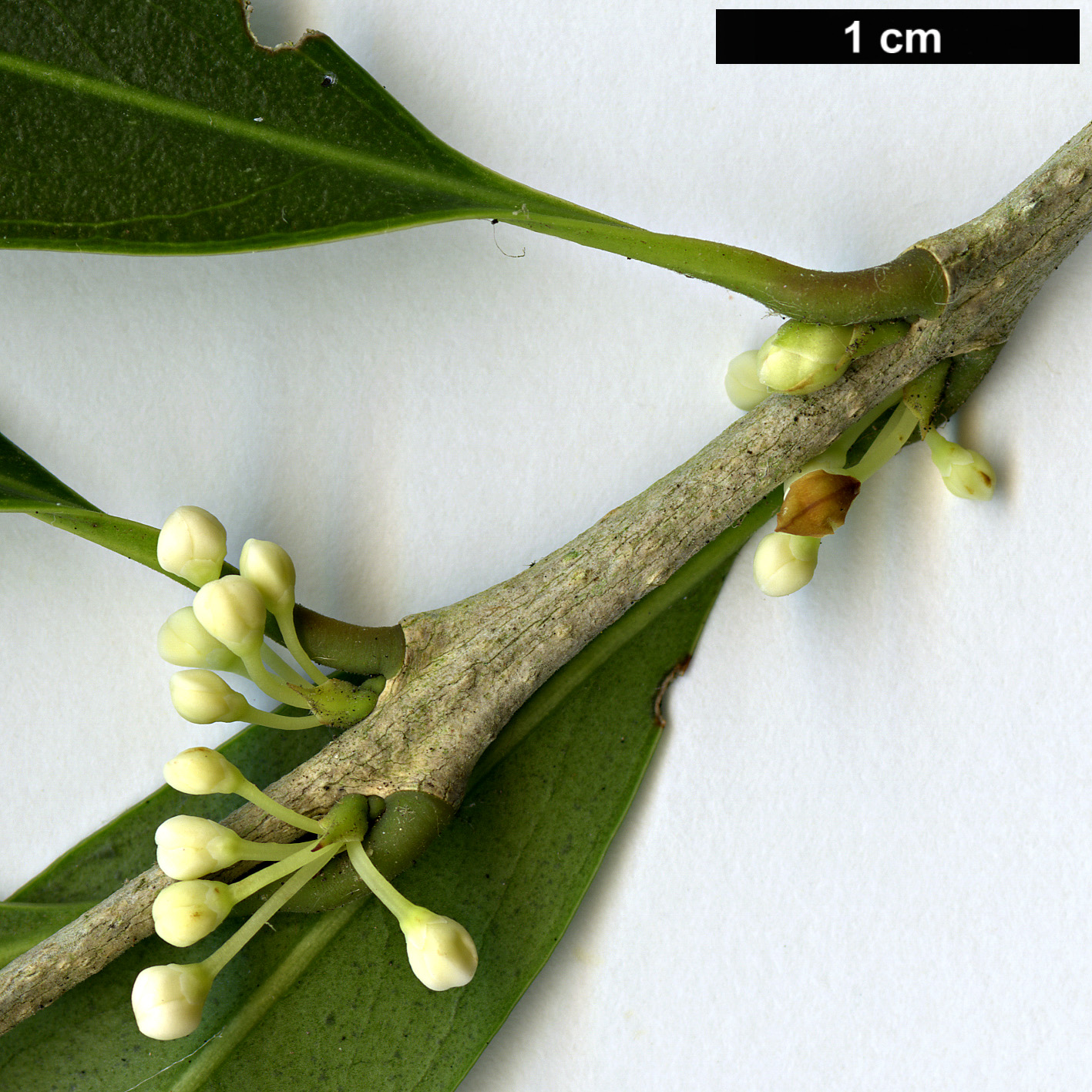 High resolution image: Family: Oleaceae - Genus: Osmanthus - Taxon: lanceolatus