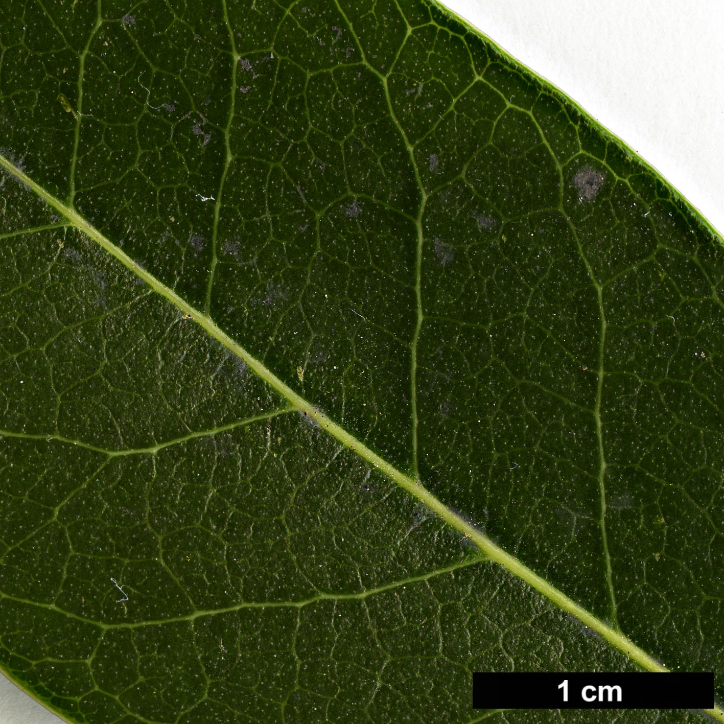 High resolution image: Family: Oleaceae - Genus: Osmanthus - Taxon: serrulatus