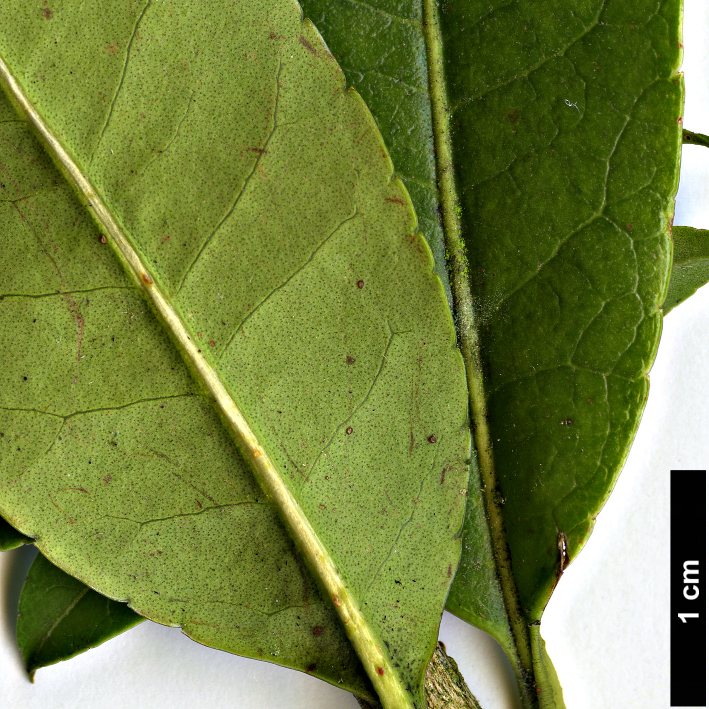 High resolution image: Family: Oleaceae - Genus: Osmanthus - Taxon: suavis