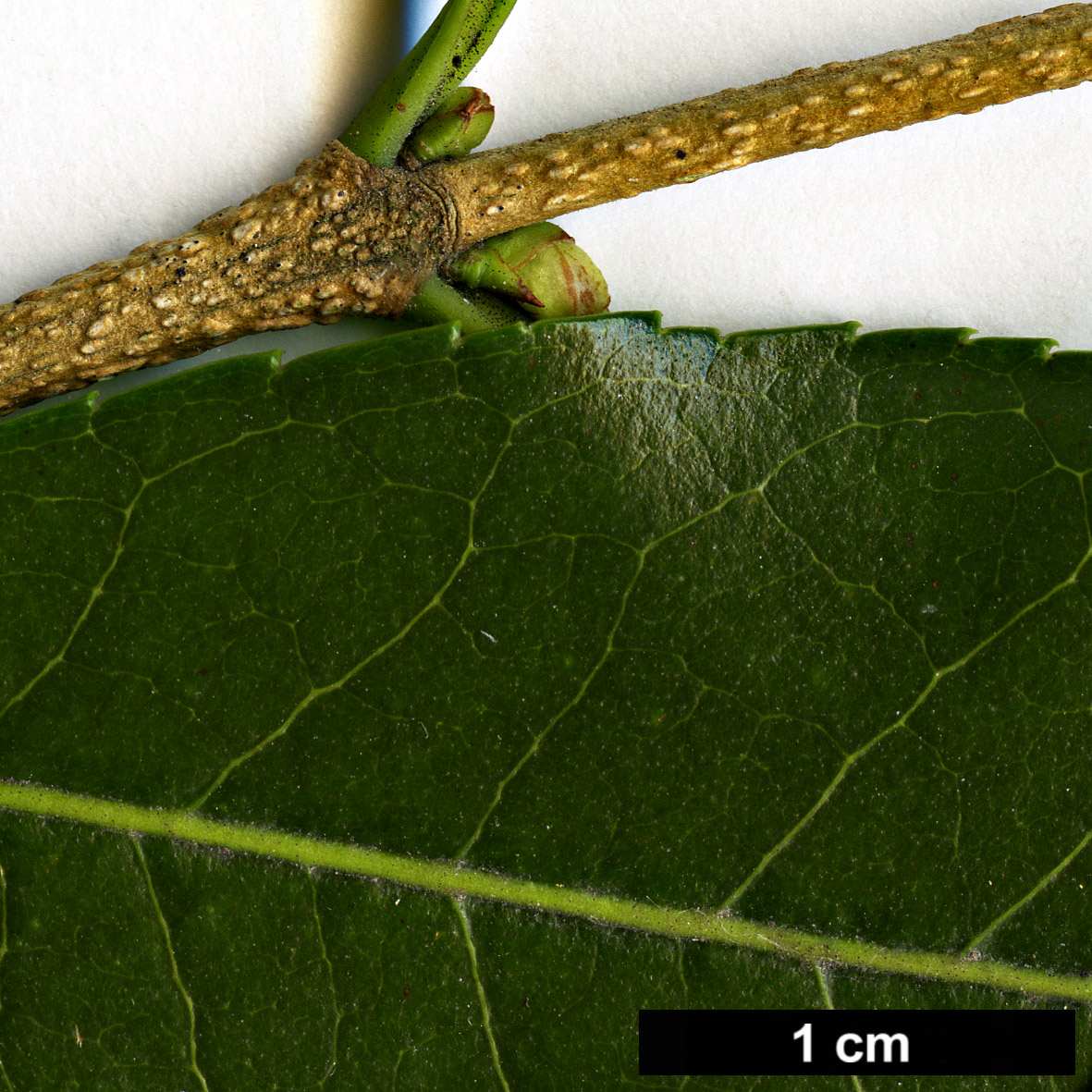 High resolution image: Family: Oleaceae - Genus: Osmanthus - Taxon: suavis