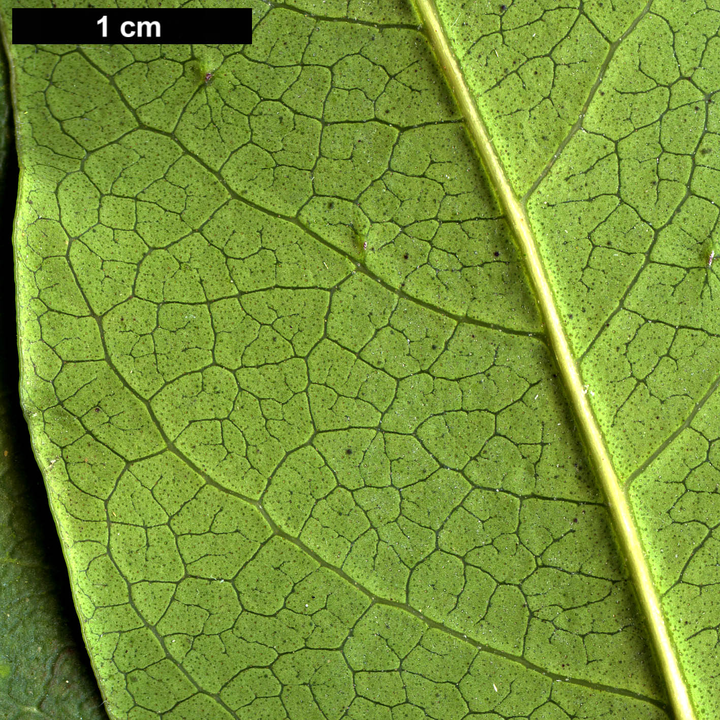 High resolution image: Family: Oleaceae - Genus: Osmanthus - Taxon: yunnanensis