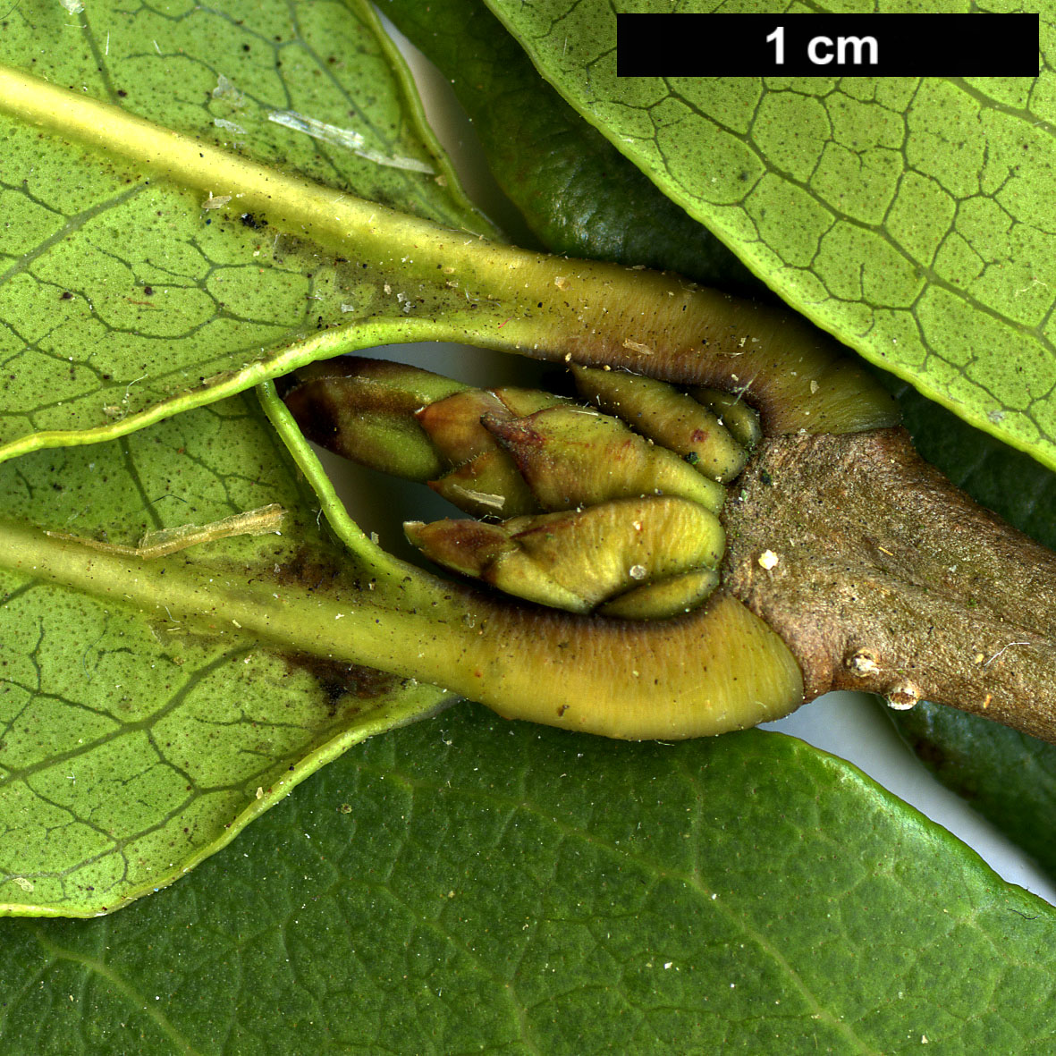 High resolution image: Family: Oleaceae - Genus: Osmanthus - Taxon: yunnanensis