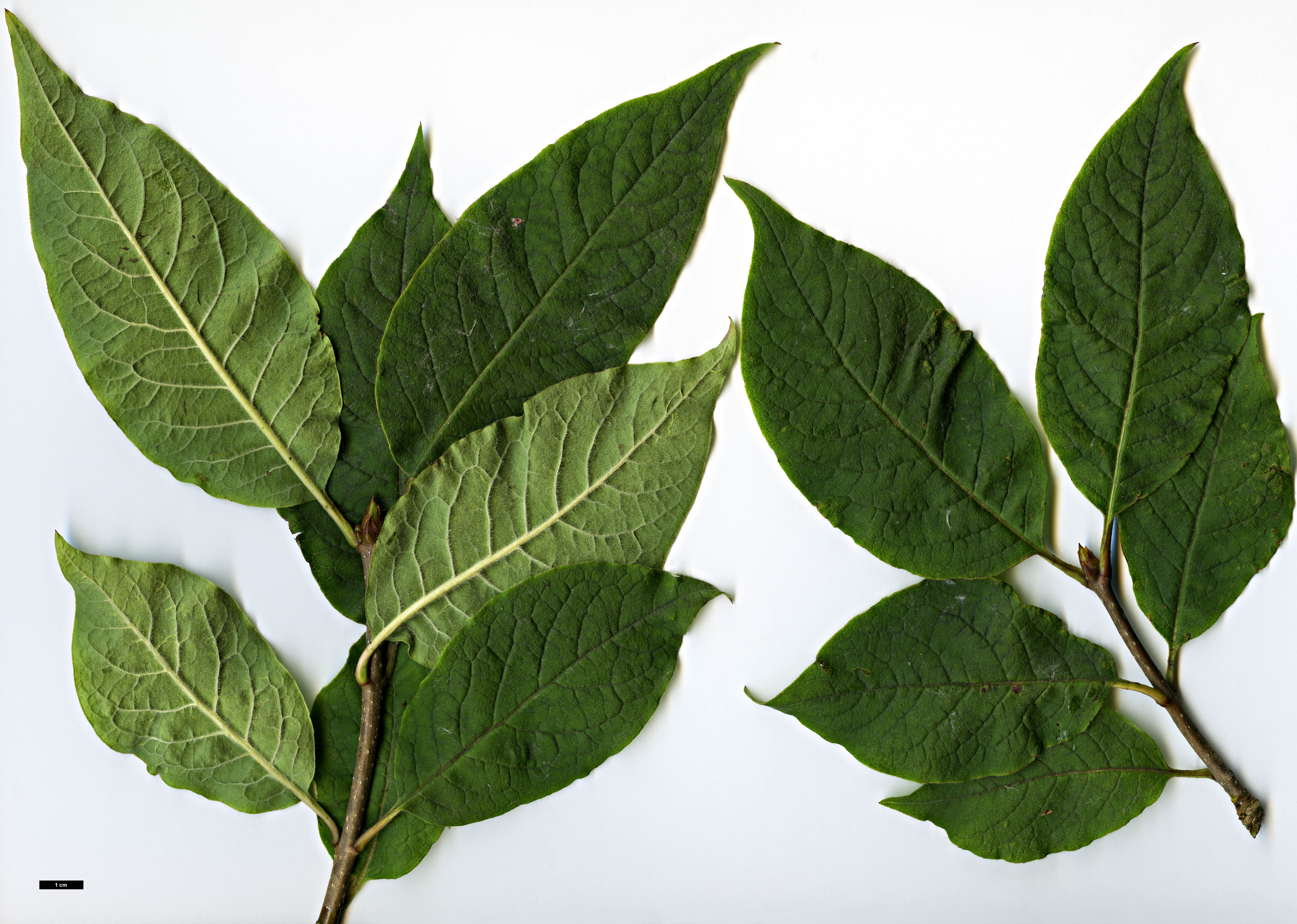 High resolution image: Family: Oleaceae - Genus: Syringa - Taxon: komarowii