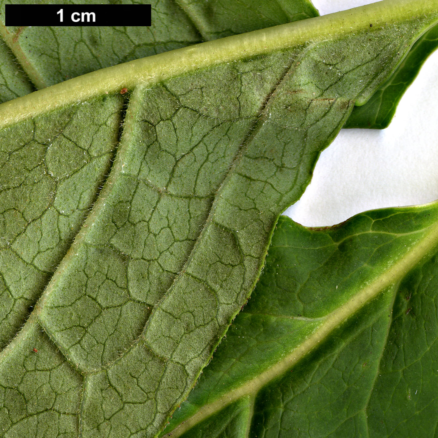 High resolution image: Family: Oleaceae - Genus: Syringa - Taxon: komarowii