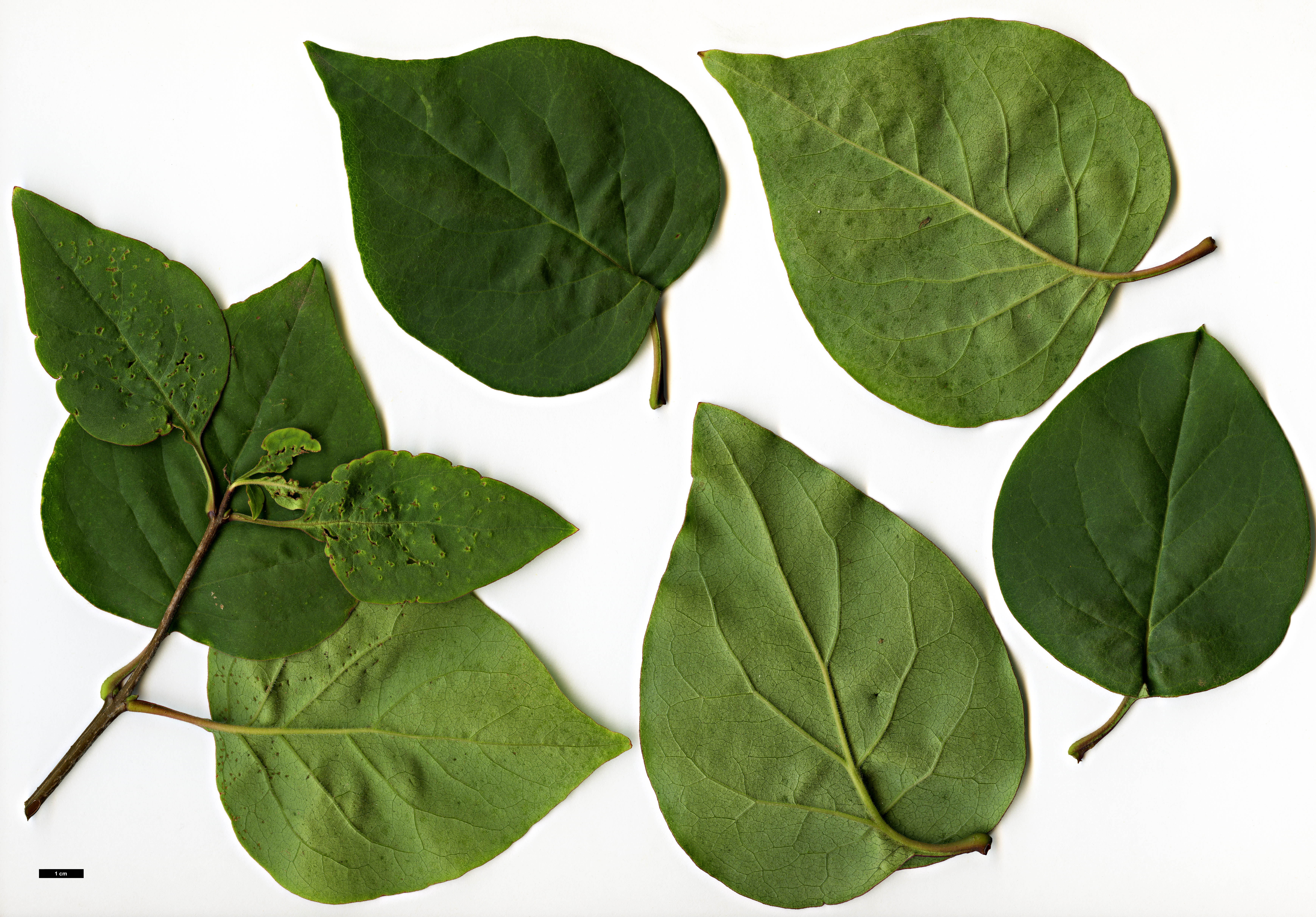 High resolution image: Family: Oleaceae - Genus: Syringa - Taxon: oblata