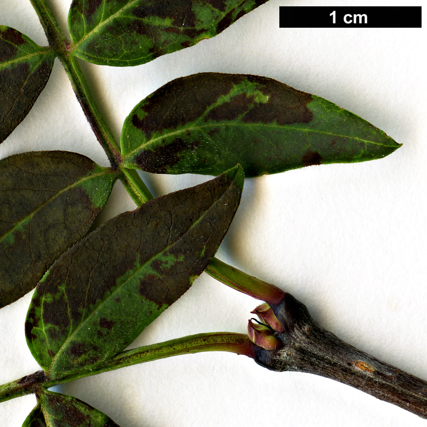 High resolution image: Family: Oleaceae - Genus: Syringa - Taxon: pinnatifolia