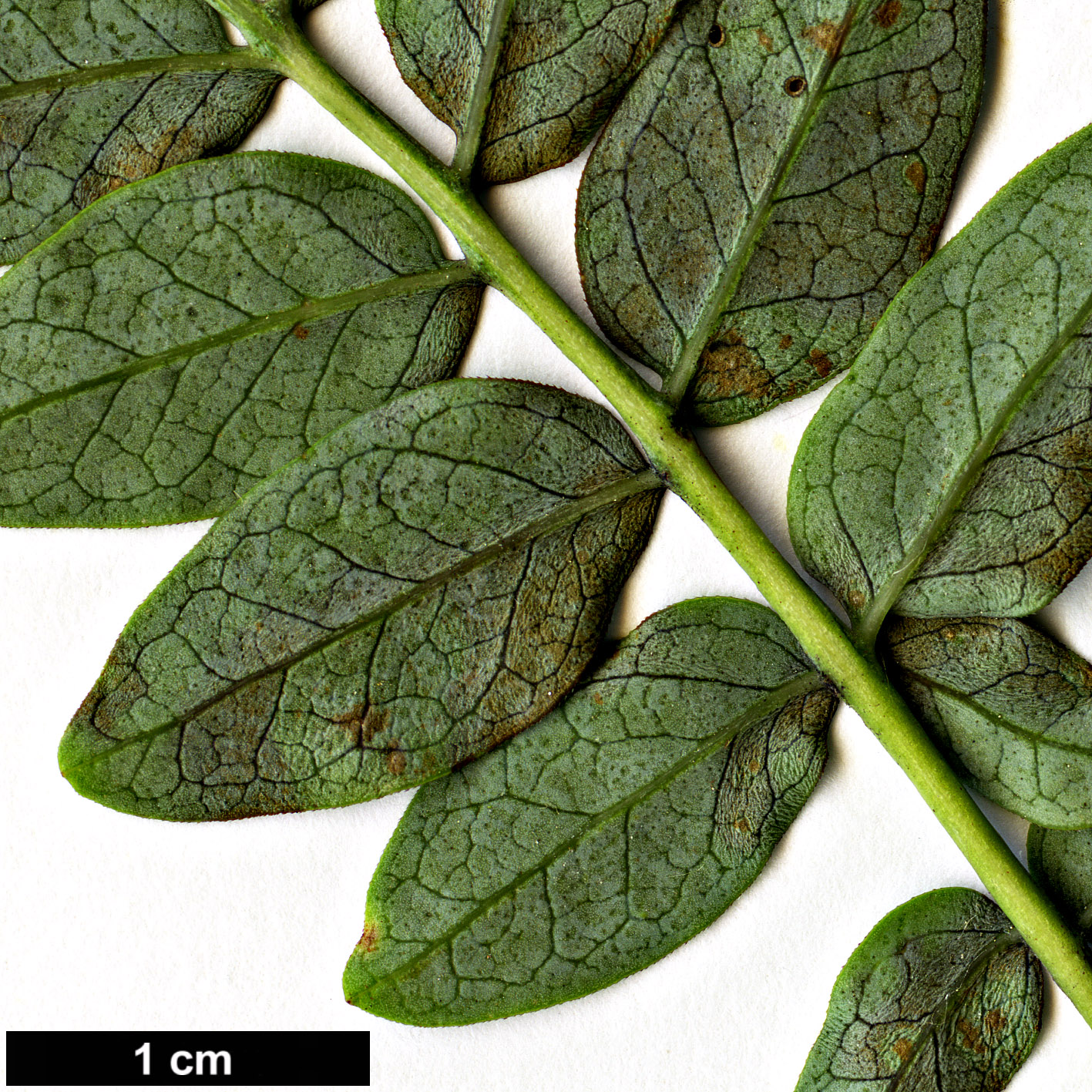 High resolution image: Family: Oleaceae - Genus: Syringa - Taxon: pinnatifolia