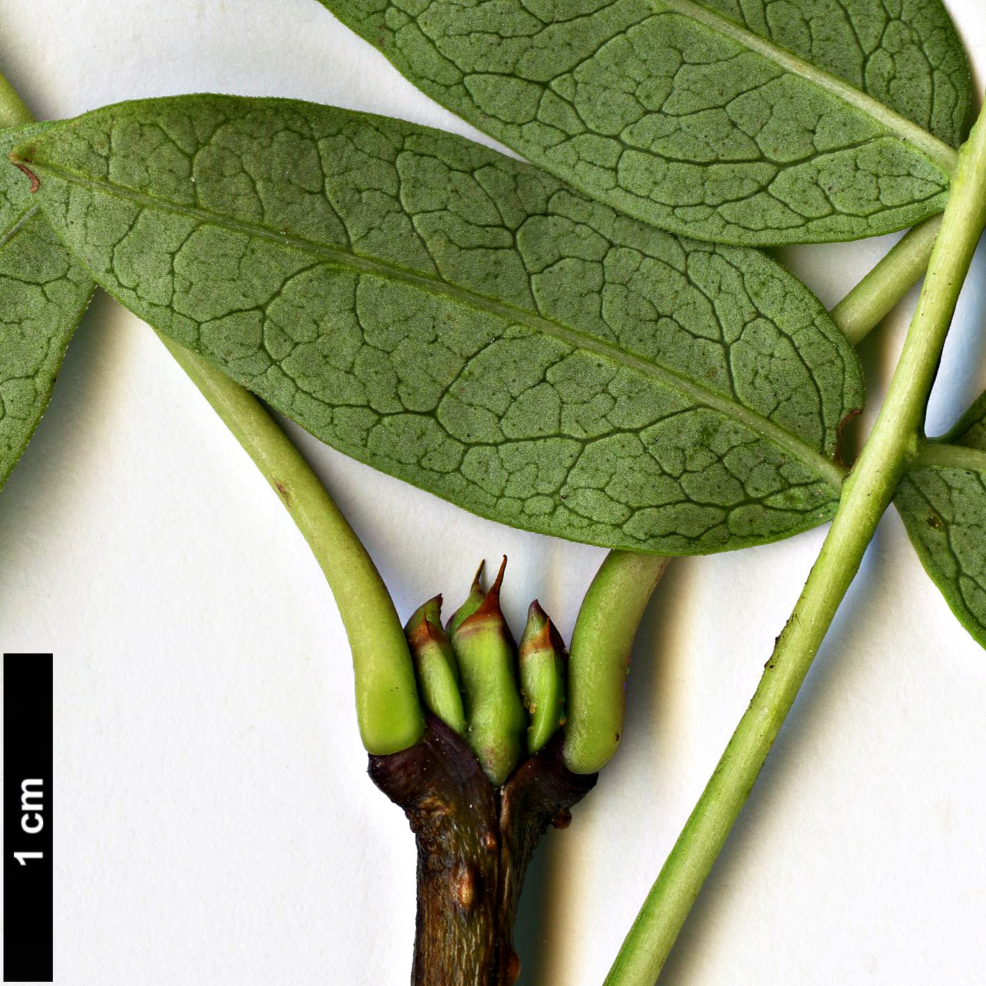 High resolution image: Family: Oleaceae - Genus: Syringa - Taxon: pinnatifolia