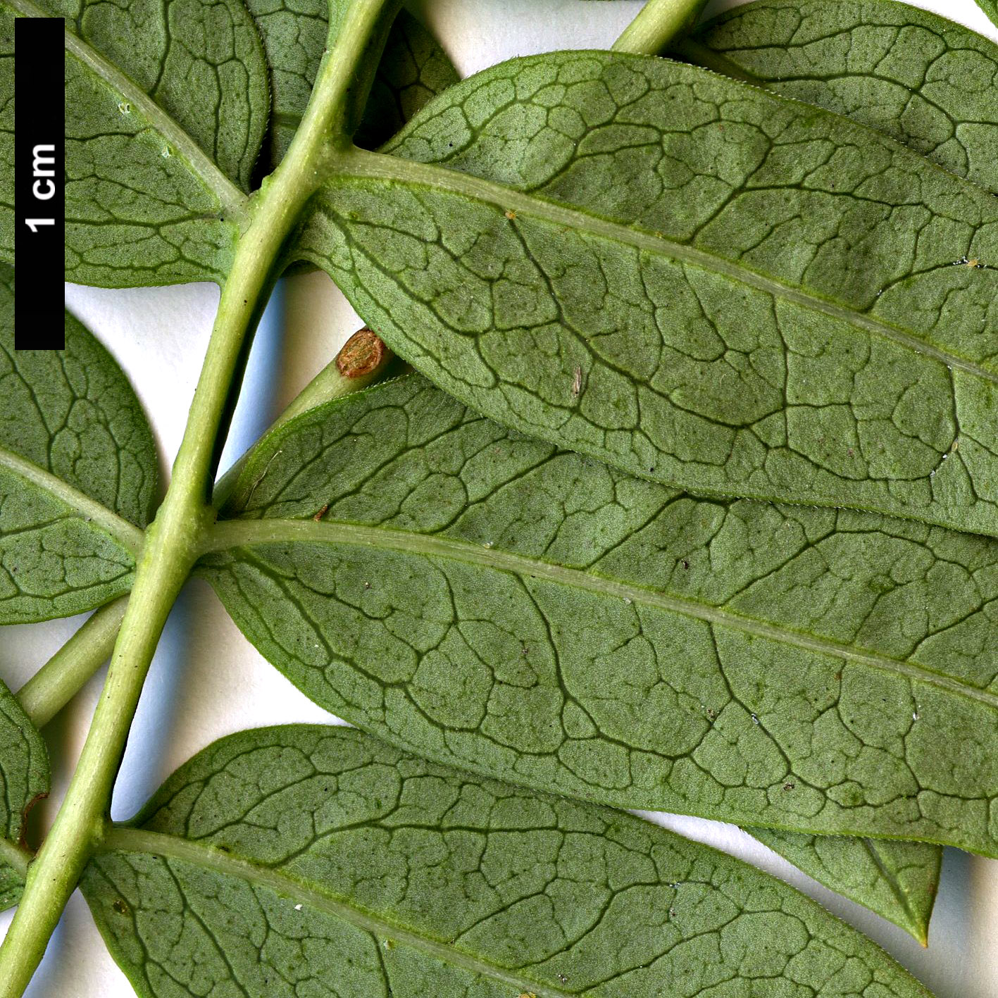 High resolution image: Family: Oleaceae - Genus: Syringa - Taxon: pinnatifolia