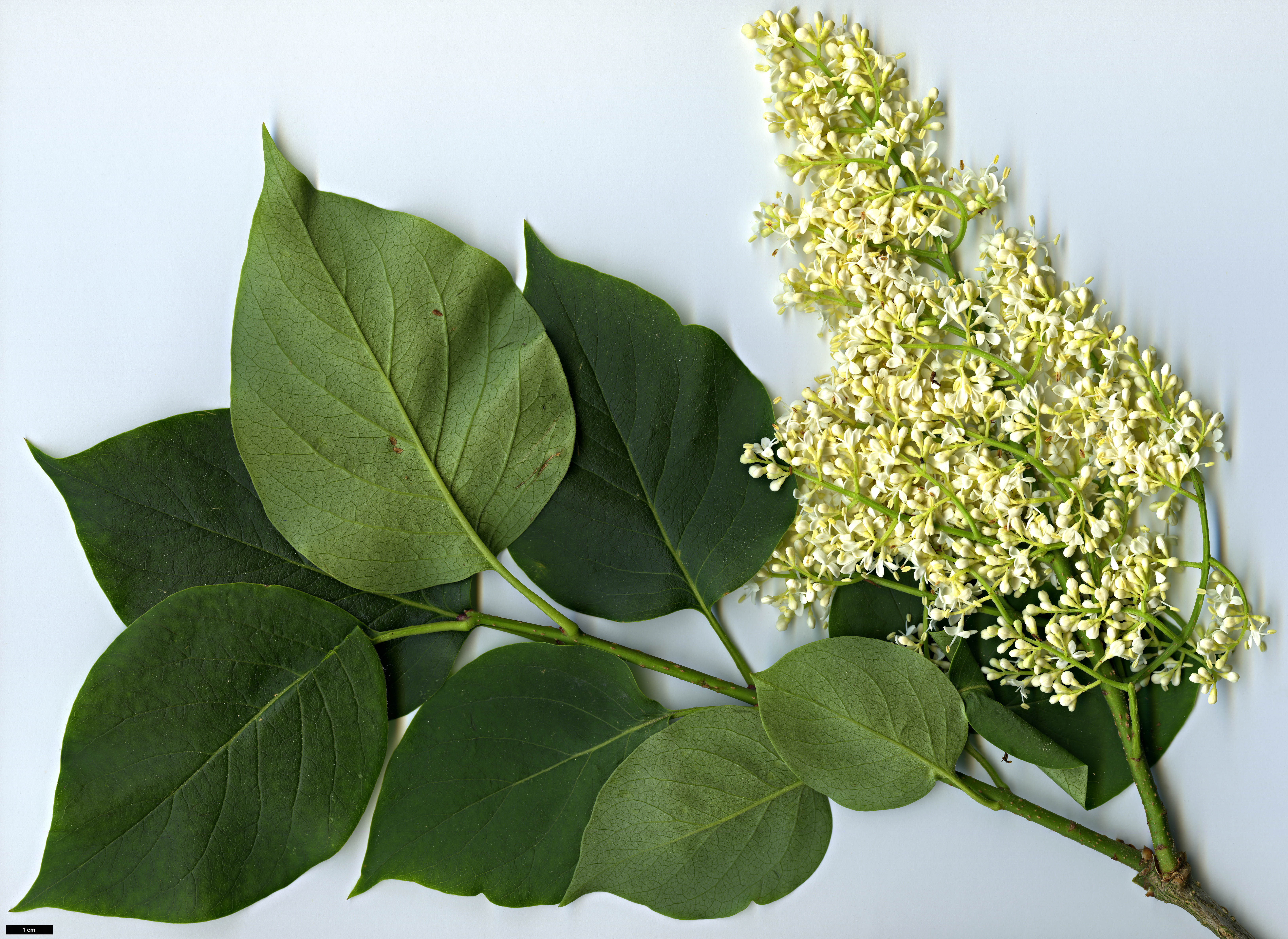 High resolution image: Family: Oleaceae - Genus: Syringa - Taxon: reticulata - SpeciesSub: 'Regent'