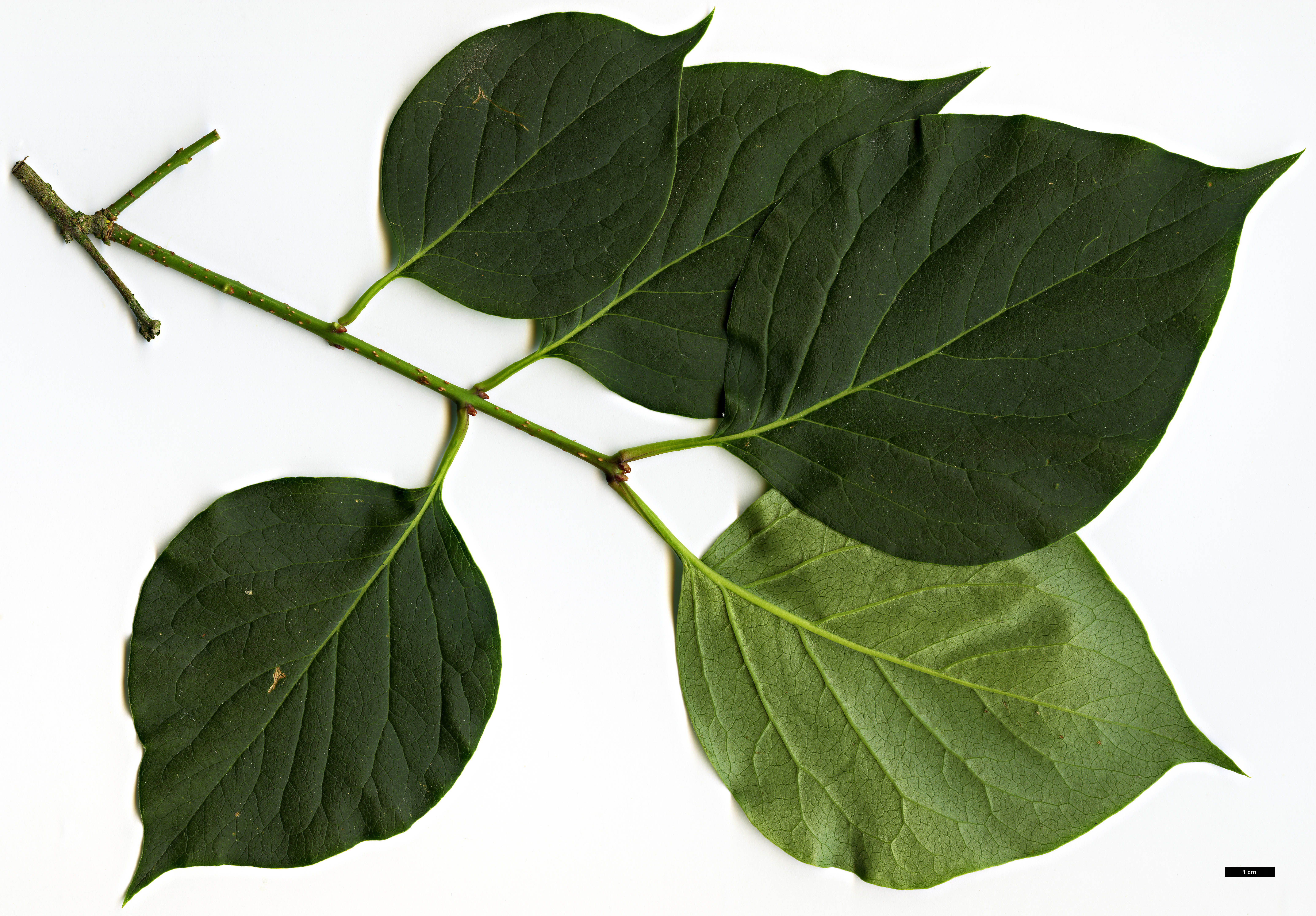 High resolution image: Family: Oleaceae - Genus: Syringa - Taxon: reticulata