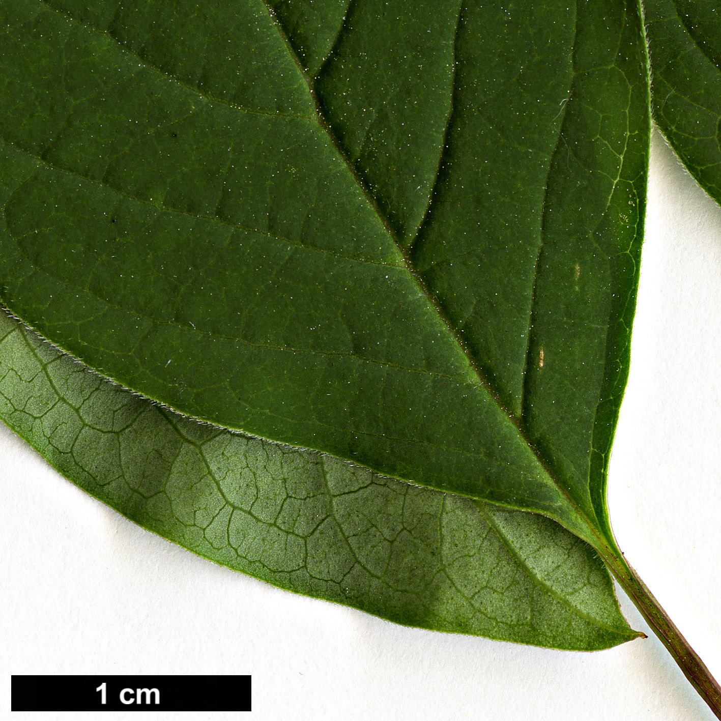 High resolution image: Family: Oleaceae - Genus: Syringa - Taxon: tomentella