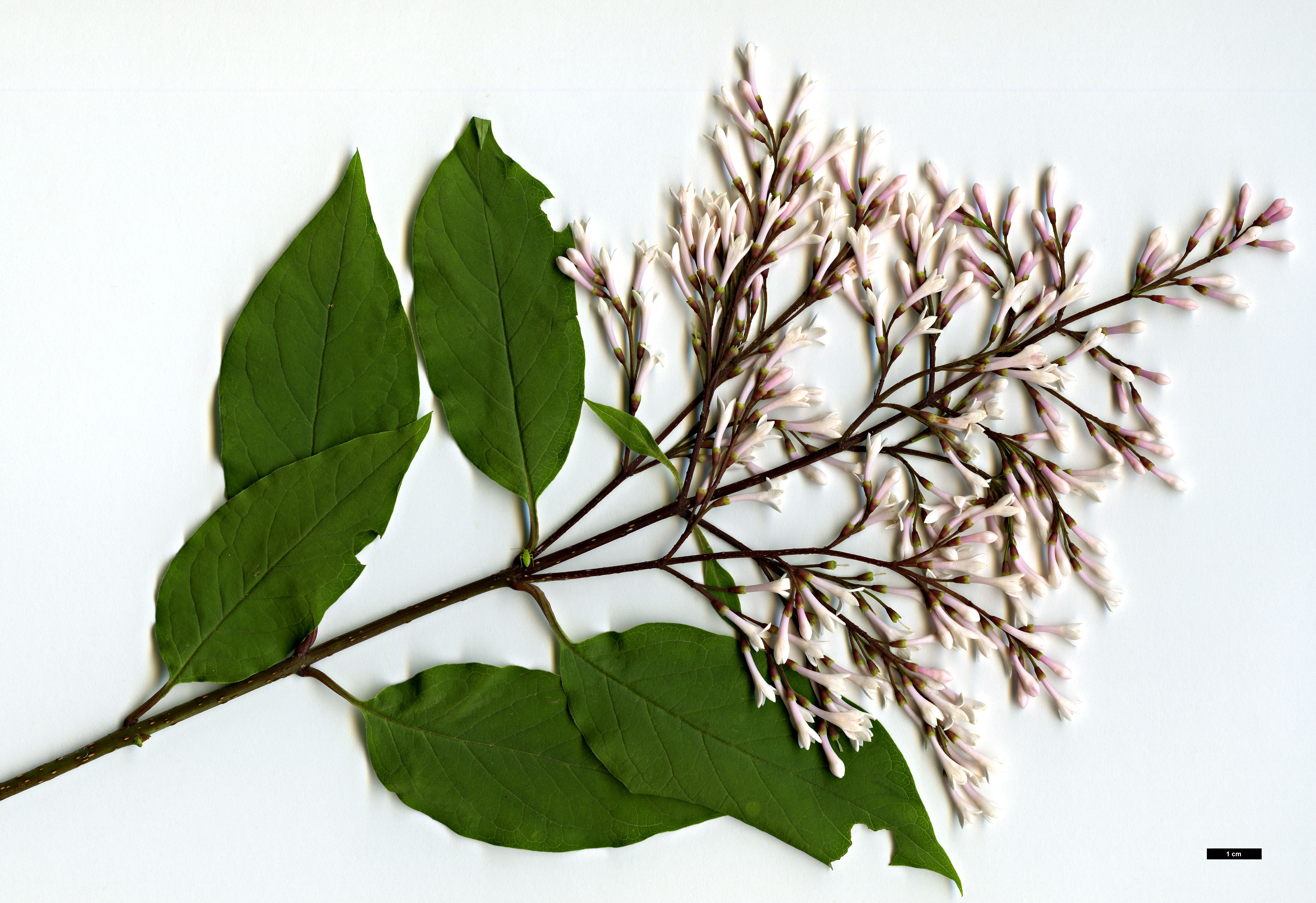 High resolution image: Family: Oleaceae - Genus: Syringa - Taxon: tomentella