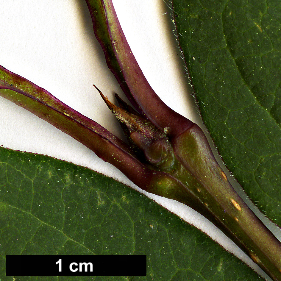 High resolution image: Family: Oleaceae - Genus: Syringa - Taxon: tomentella