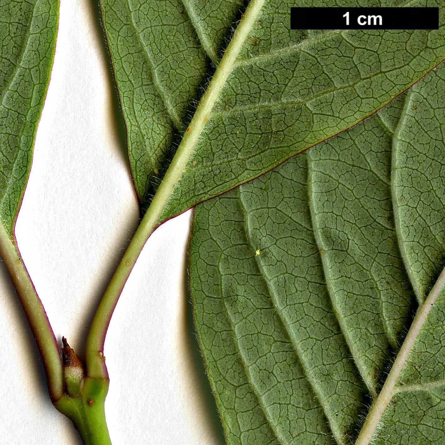 High resolution image: Family: Oleaceae - Genus: Syringa - Taxon: tomentella