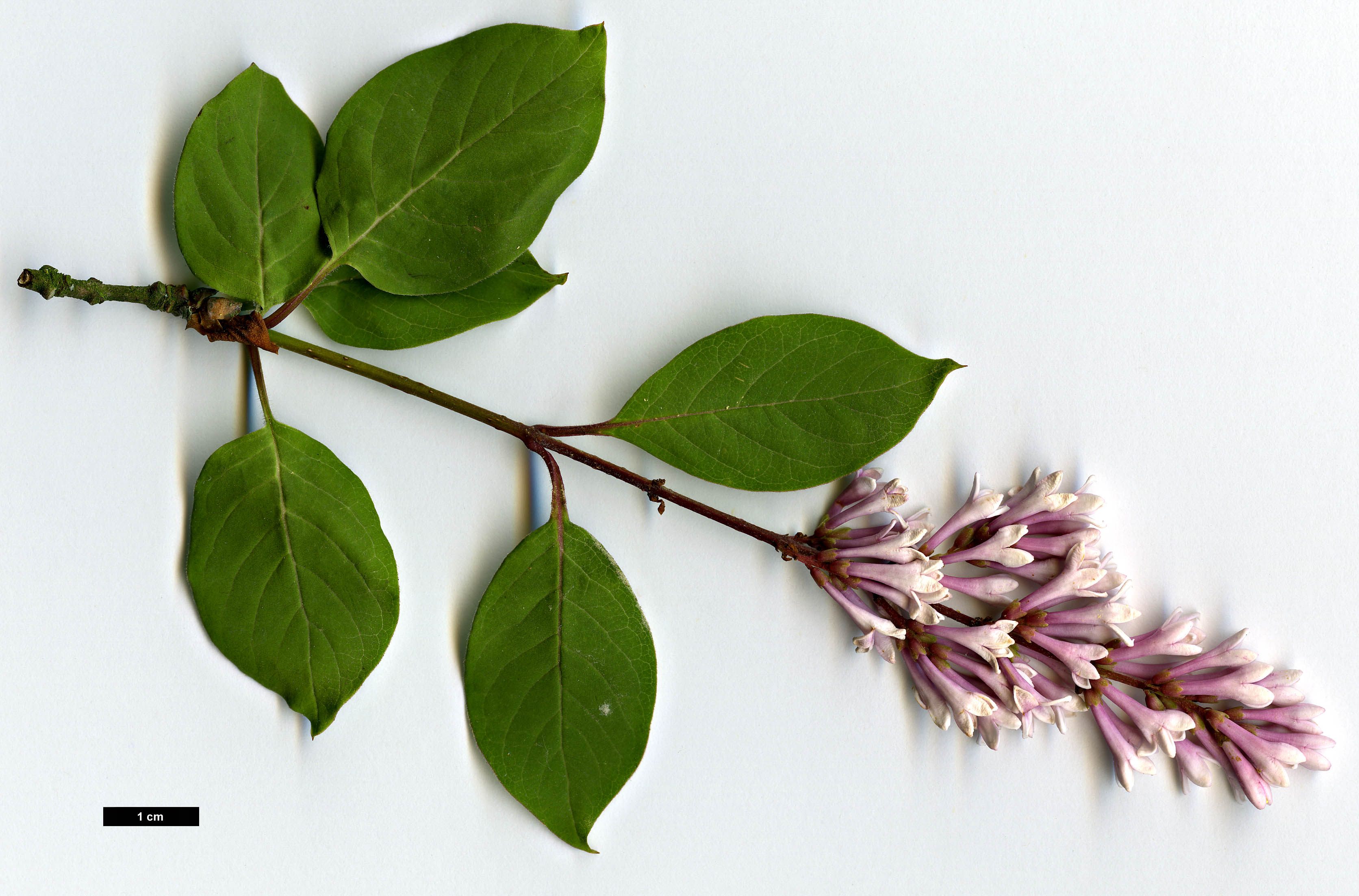 High resolution image: Family: Oleaceae - Genus: Syringa - Taxon: tomentella