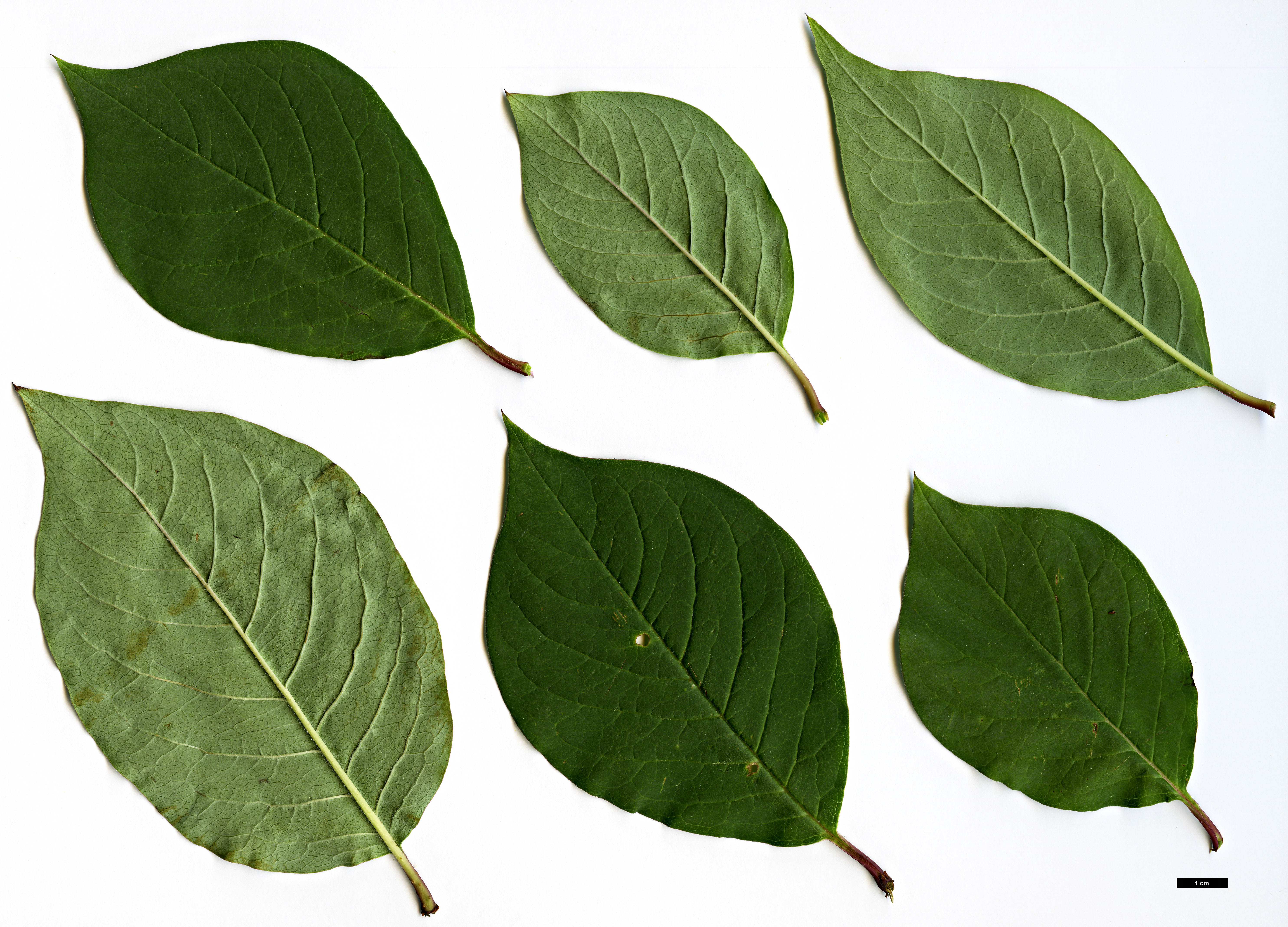 High resolution image: Family: Oleaceae - Genus: Syringa - Taxon: tomentella