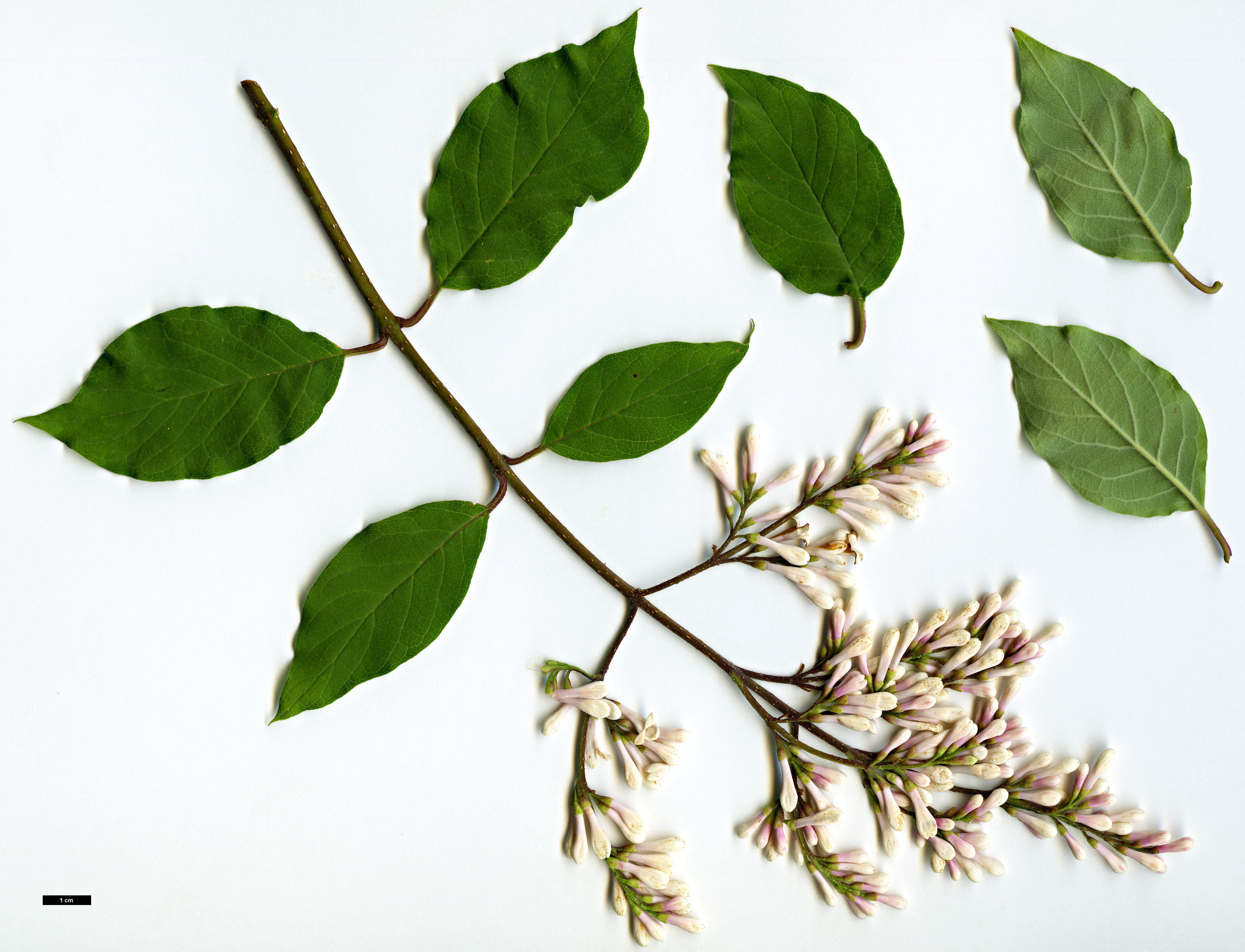 High resolution image: Family: Oleaceae - Genus: Syringa - Taxon: tomentella