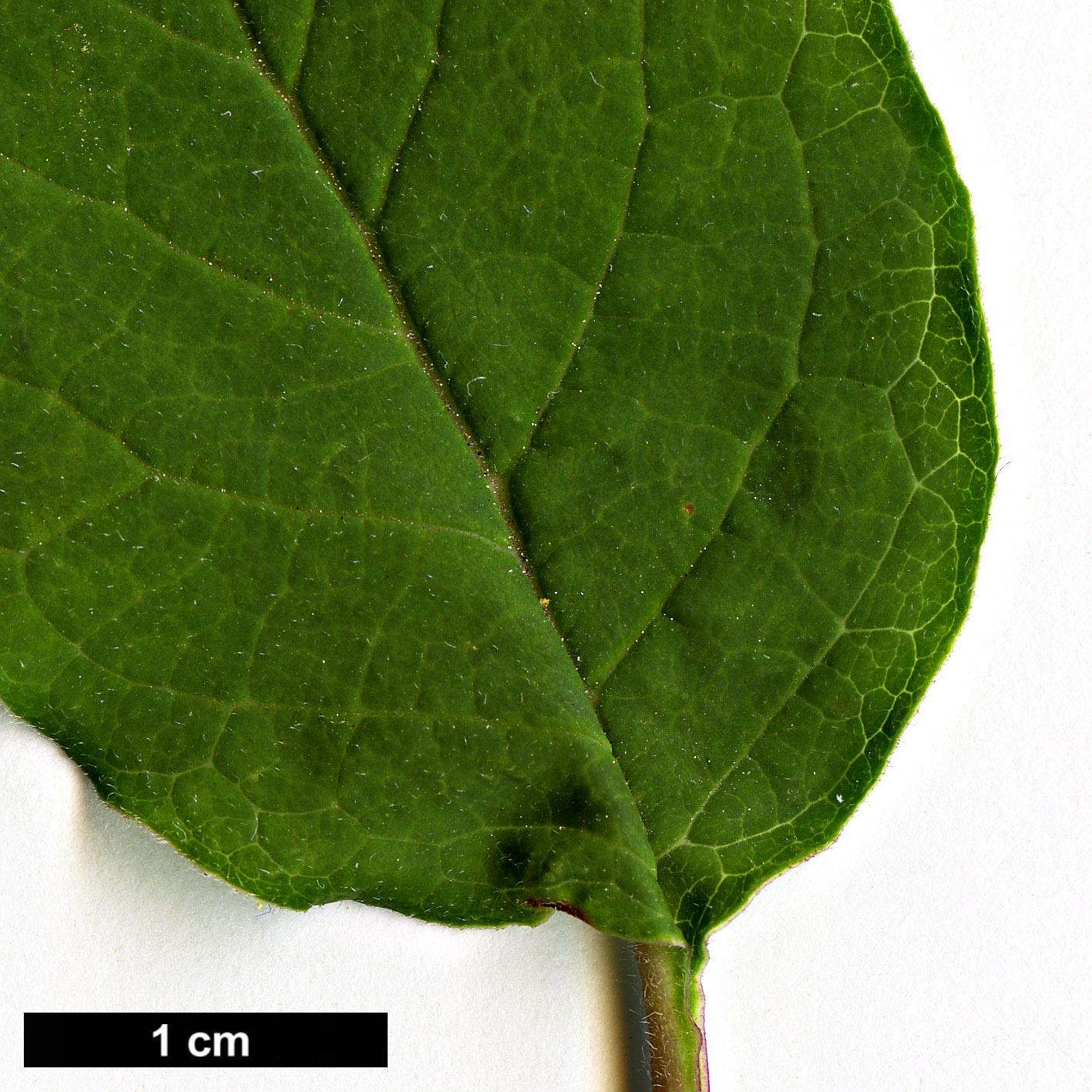 High resolution image: Family: Oleaceae - Genus: Syringa - Taxon: tomentella