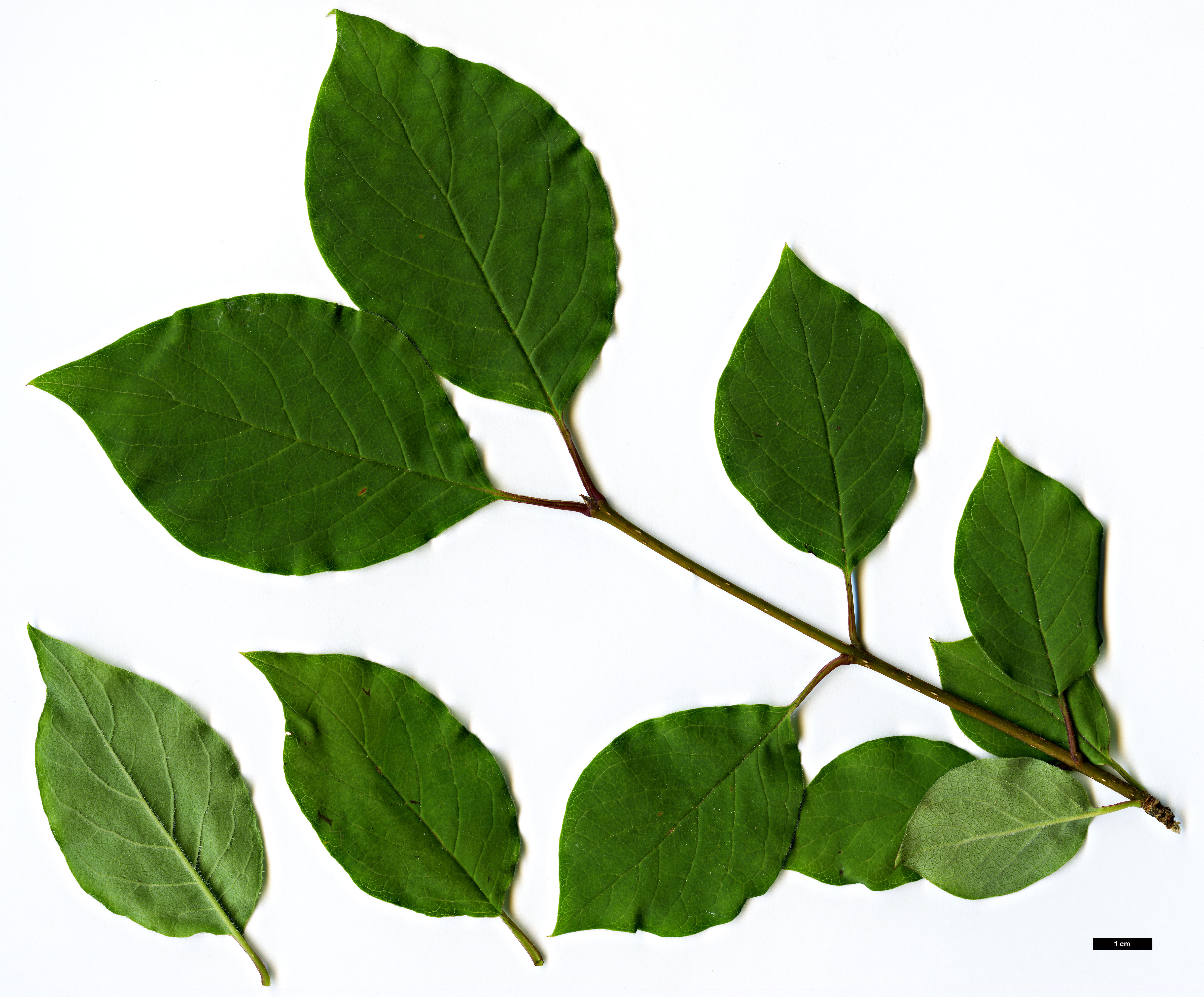 High resolution image: Family: Oleaceae - Genus: Syringa - Taxon: tomentella