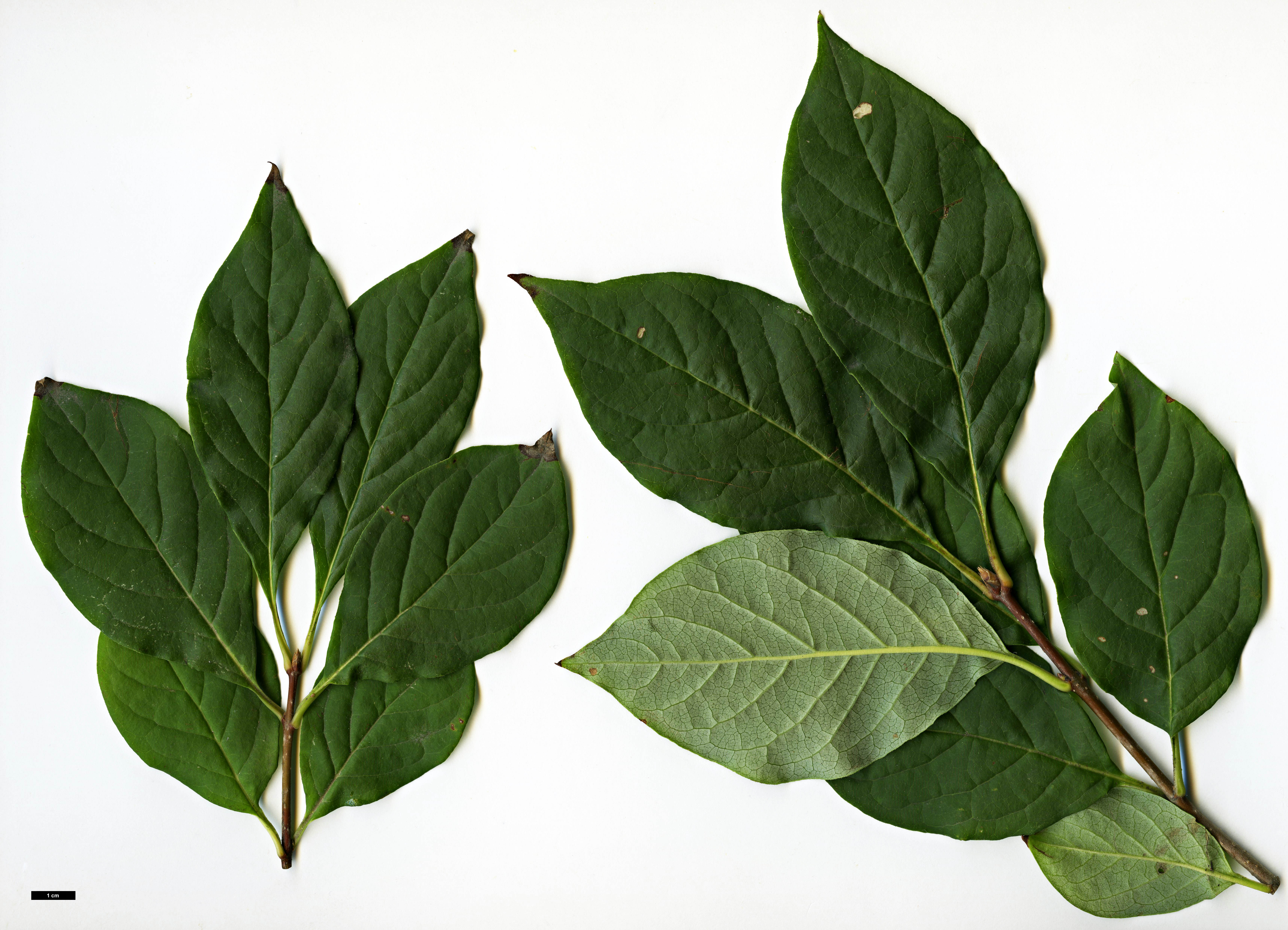 High resolution image: Family: Oleaceae - Genus: Syringa - Taxon: villosa