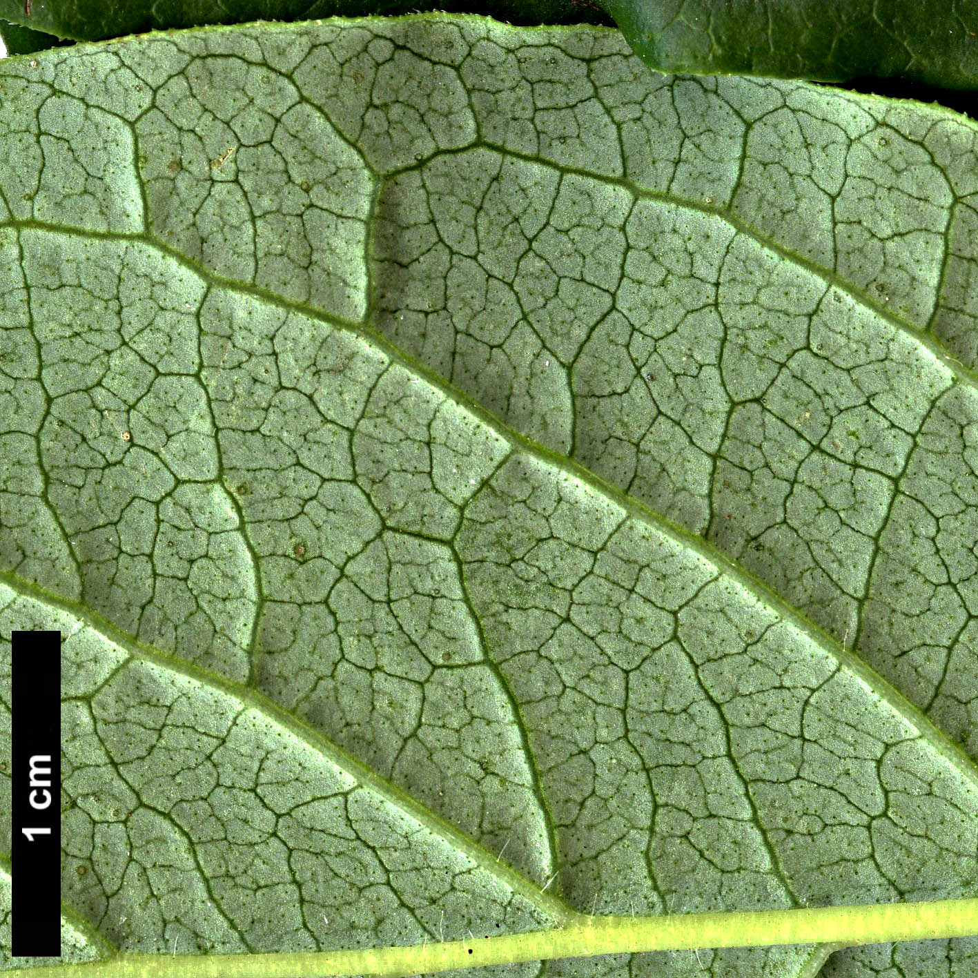 High resolution image: Family: Oleaceae - Genus: Syringa - Taxon: villosa