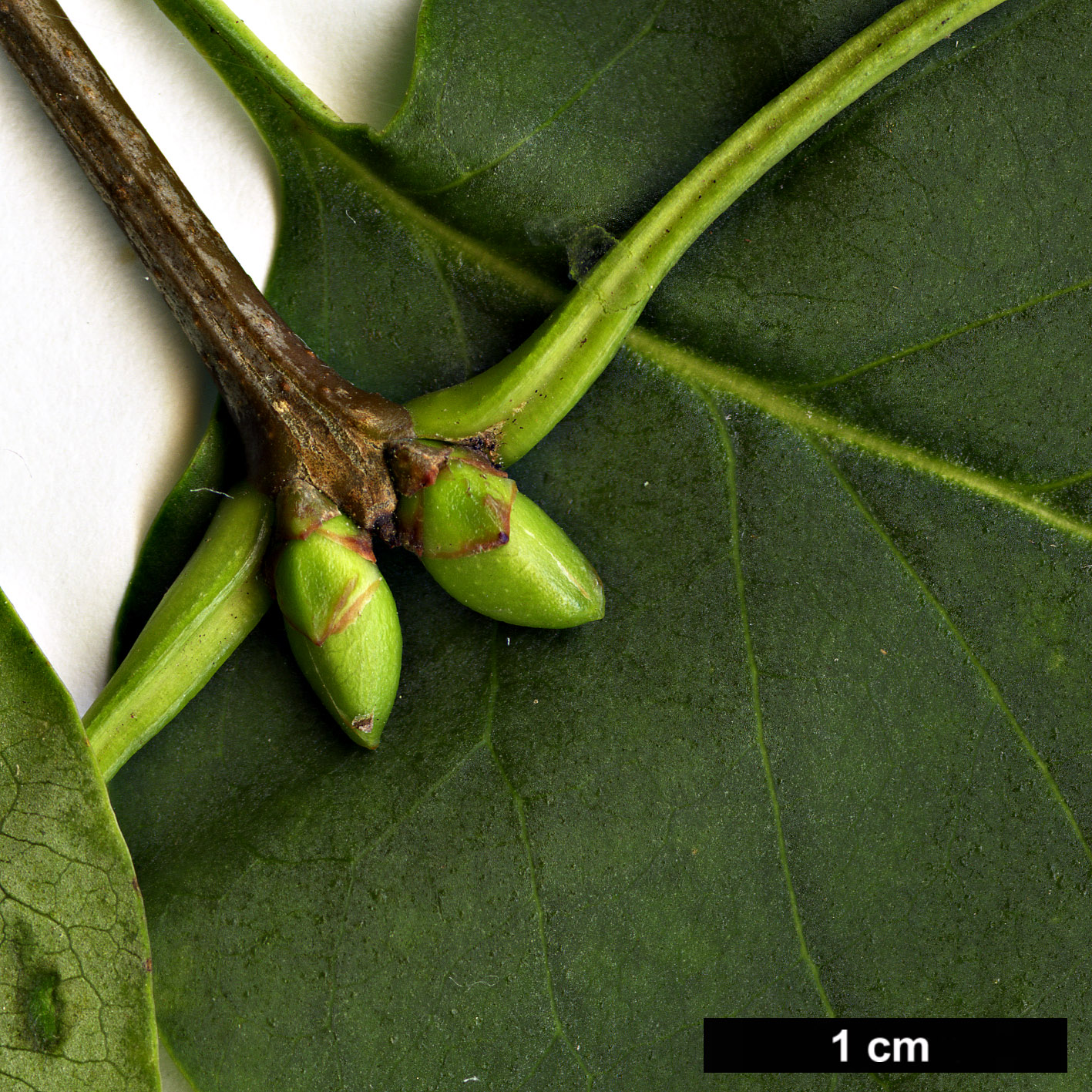 High resolution image: Family: Oleaceae - Genus: Syringa - Taxon: vulgaris