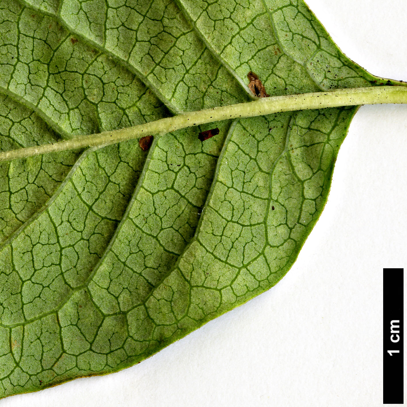 High resolution image: Family: Oleaceae - Genus: Syringa - Taxon: yunnanensis