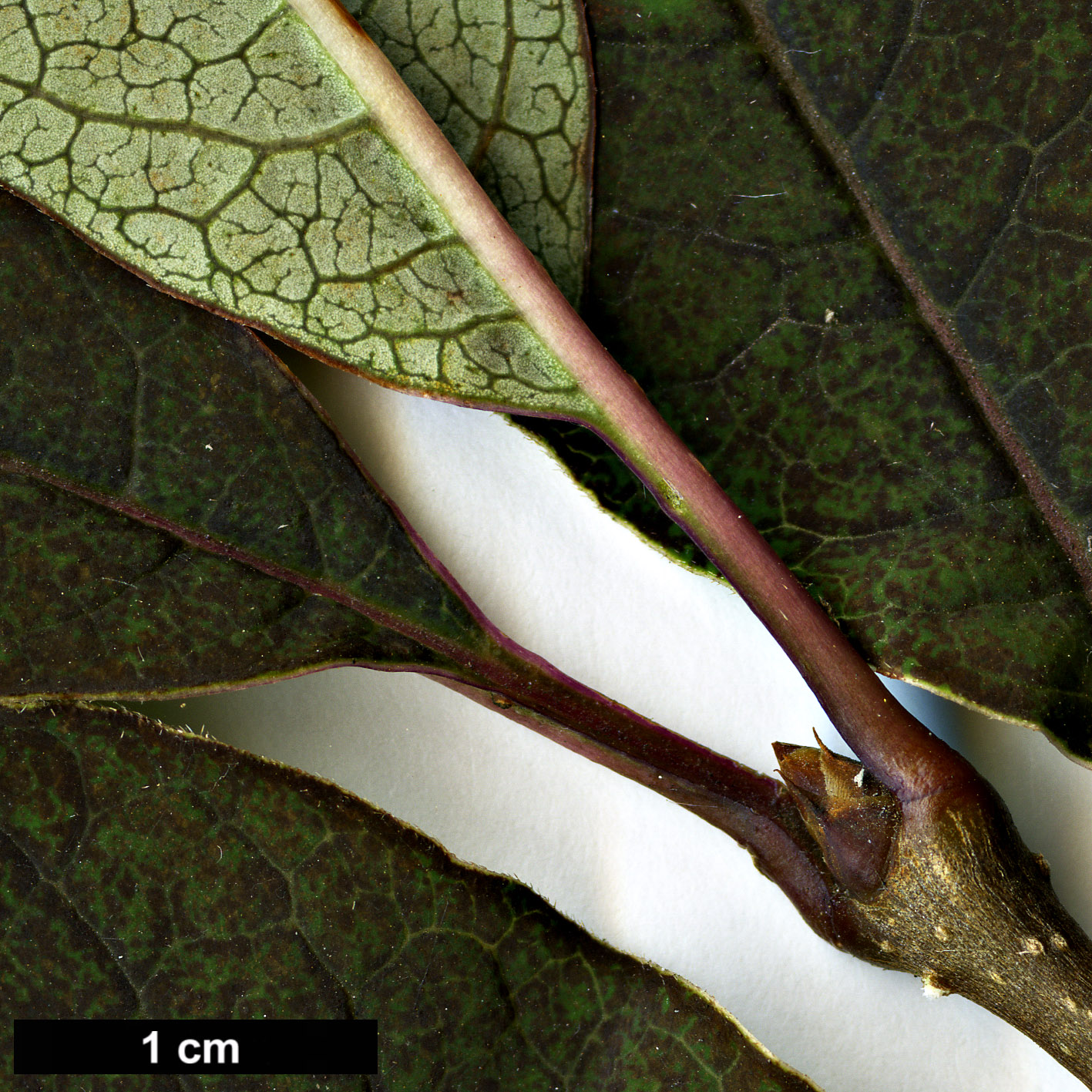 High resolution image: Family: Oleaceae - Genus: Syringa - Taxon: yunnanensis