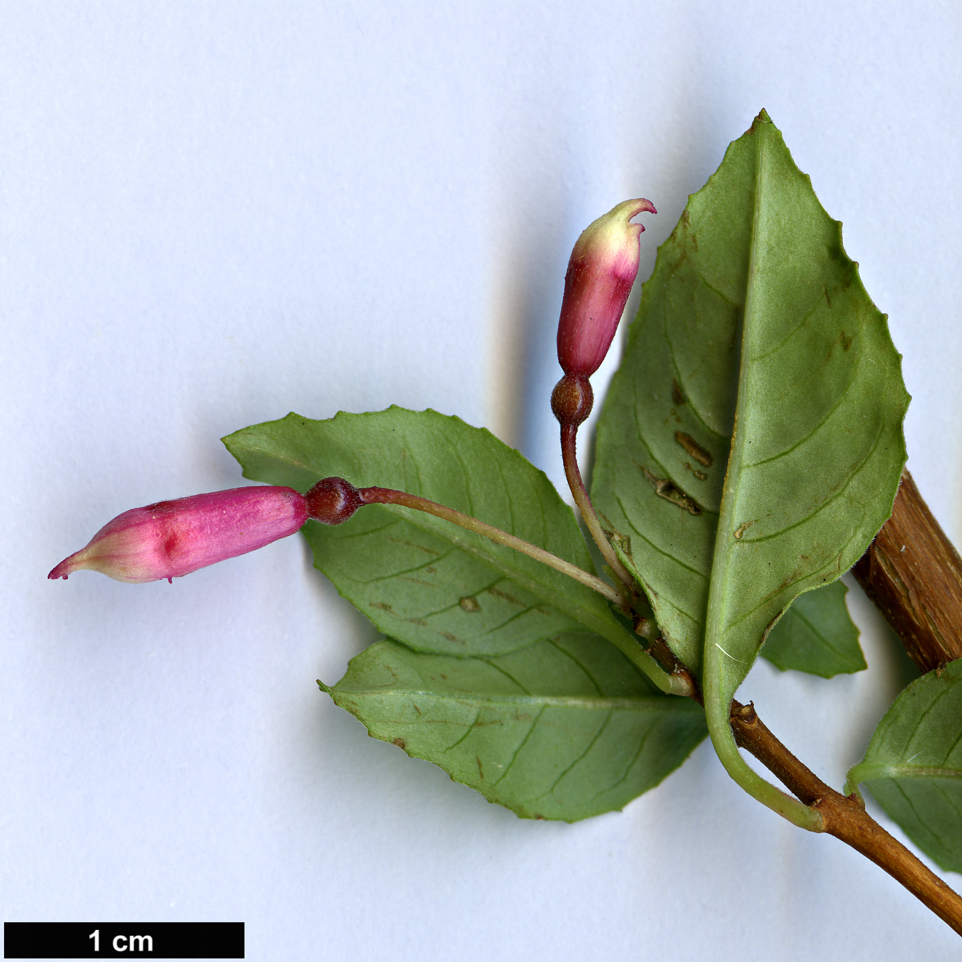 High resolution image: Family: Onagraceae - Genus: Fuchsia - Taxon: encliandra