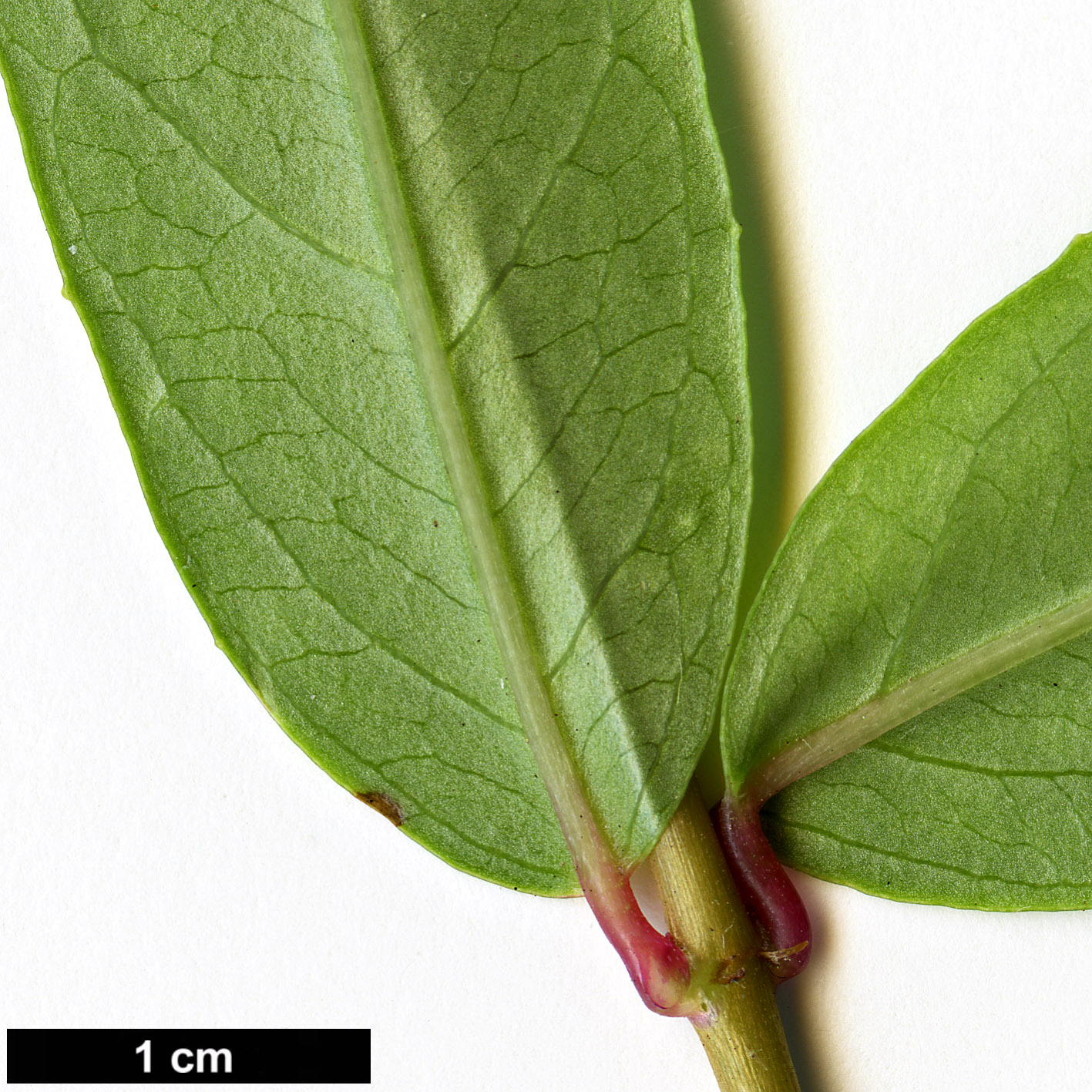 High resolution image: Family: Onagraceae - Genus: Fuchsia - Taxon: hatschbachii