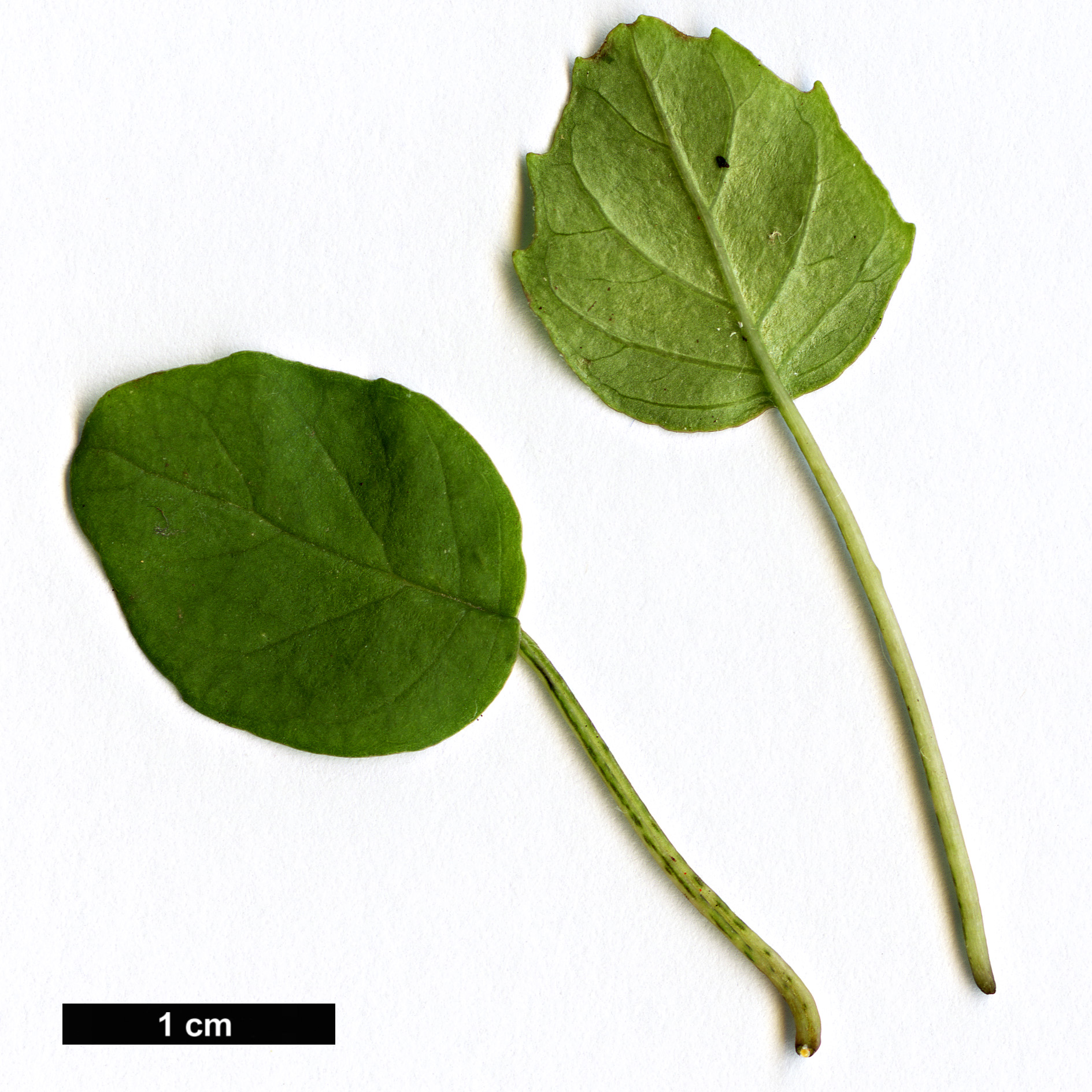 High resolution image: Family: Onagraceae - Genus: Fuchsia - Taxon: procumbens