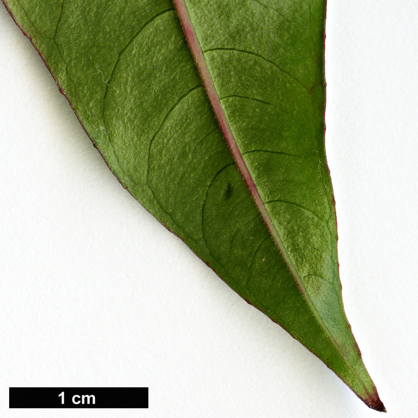 High resolution image: Family: Onagraceae - Genus: Fuchsia - Taxon: simplicicaulis