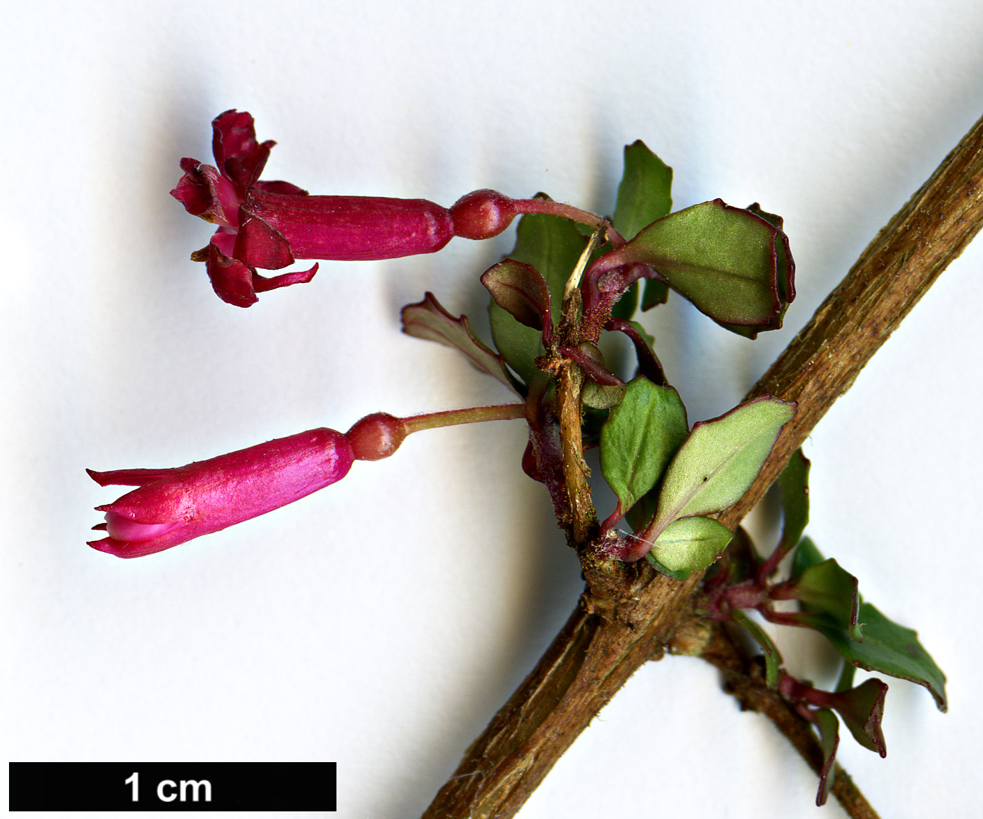 High resolution image: Family: Onagraceae - Genus: Fuchsia - Taxon: thymifolia