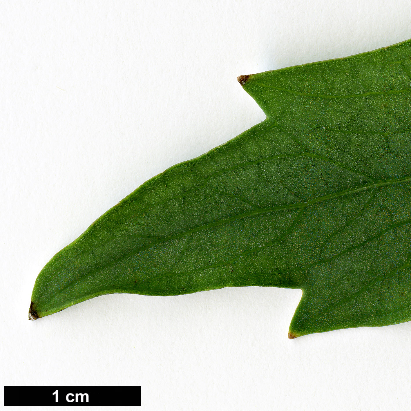 High resolution image: Family: Papaveraceae - Genus: Romneya - Taxon: coulteri