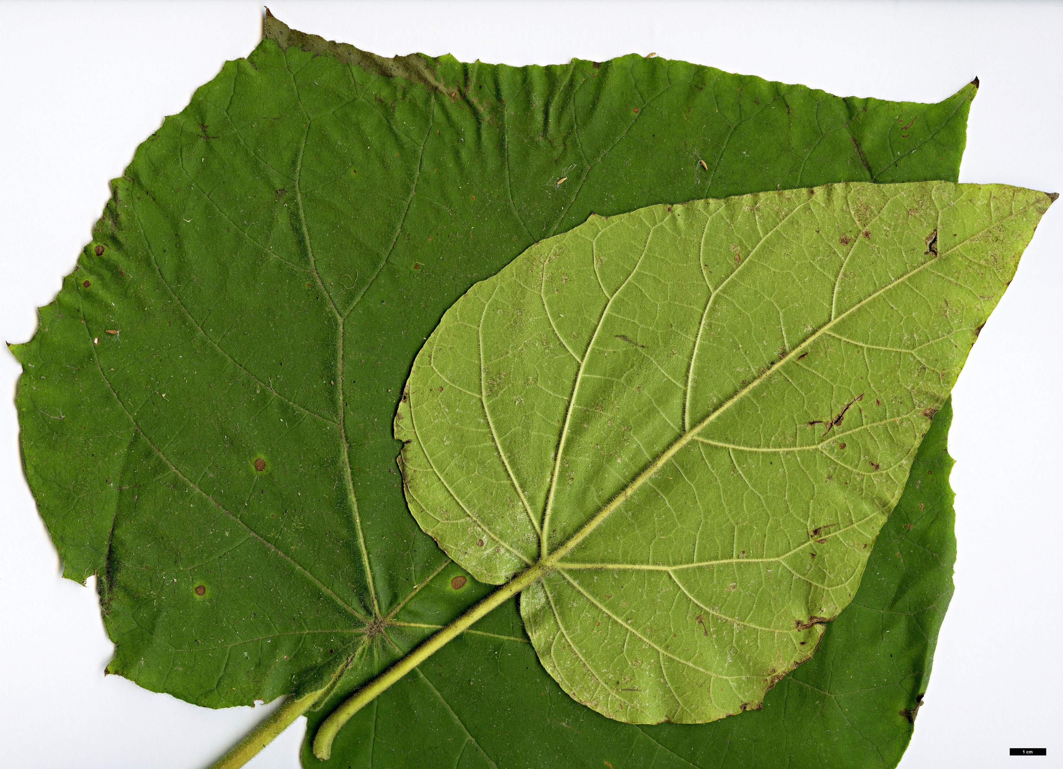 High resolution image: Family: Paulowniaceae - Genus: Paulownia - Taxon: coreana